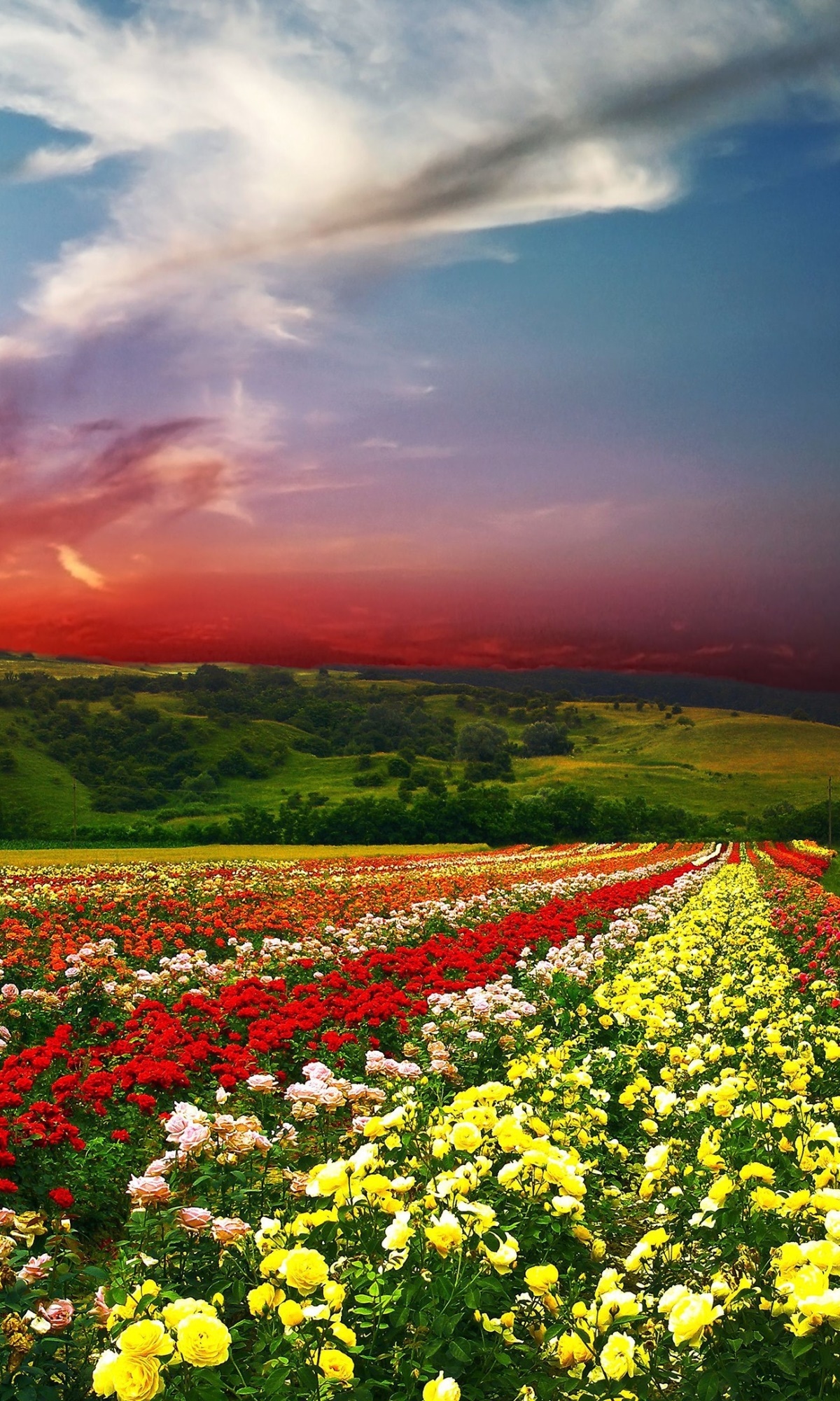 Earth Flower, 1200x2000, Phone HD Wallpaper