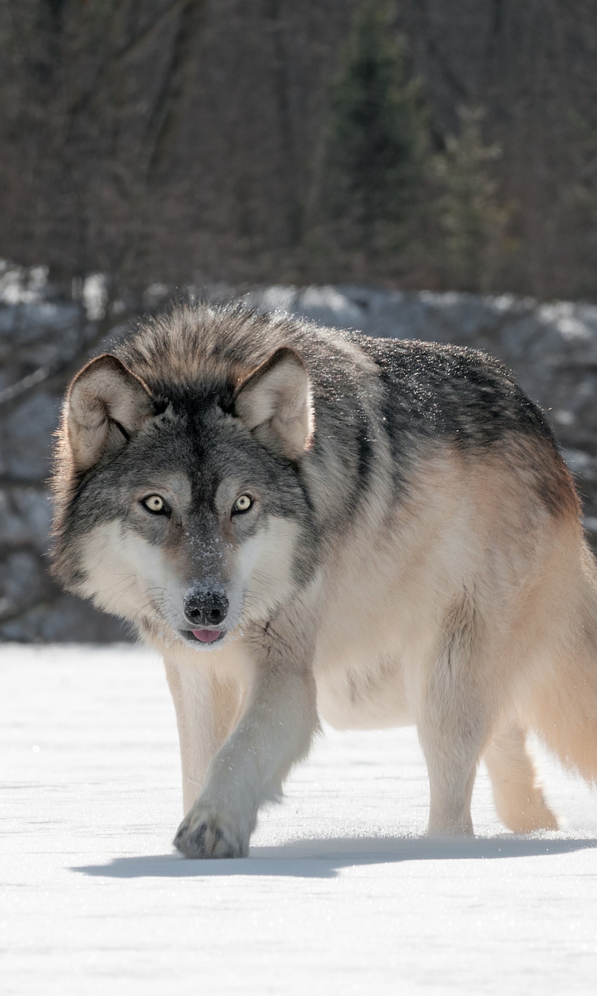 Animal Wolf, 1200x2000, Phone HD Wallpaper