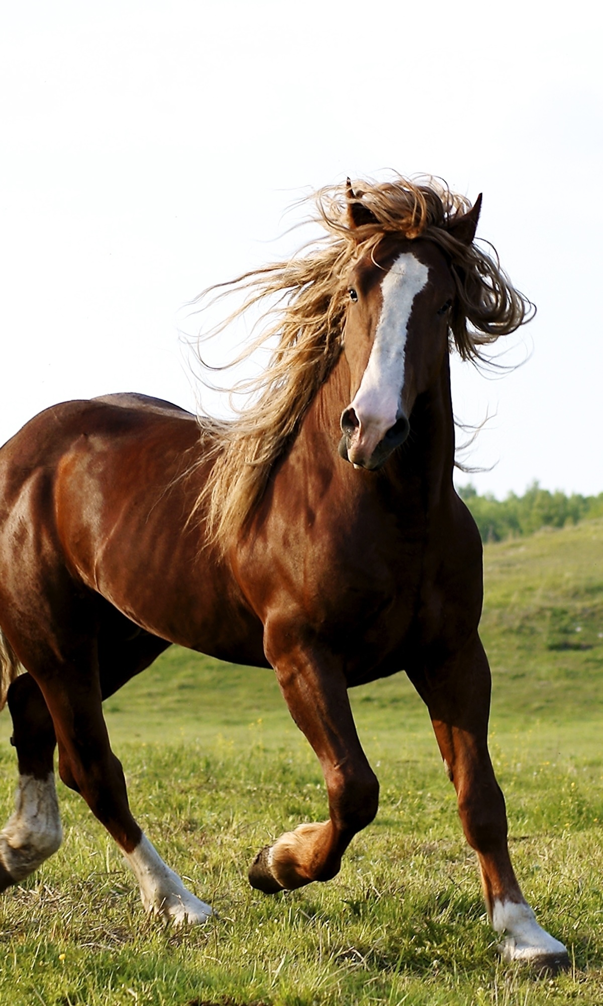 Animal Horse, 1200x2000, Phone HD Wallpaper