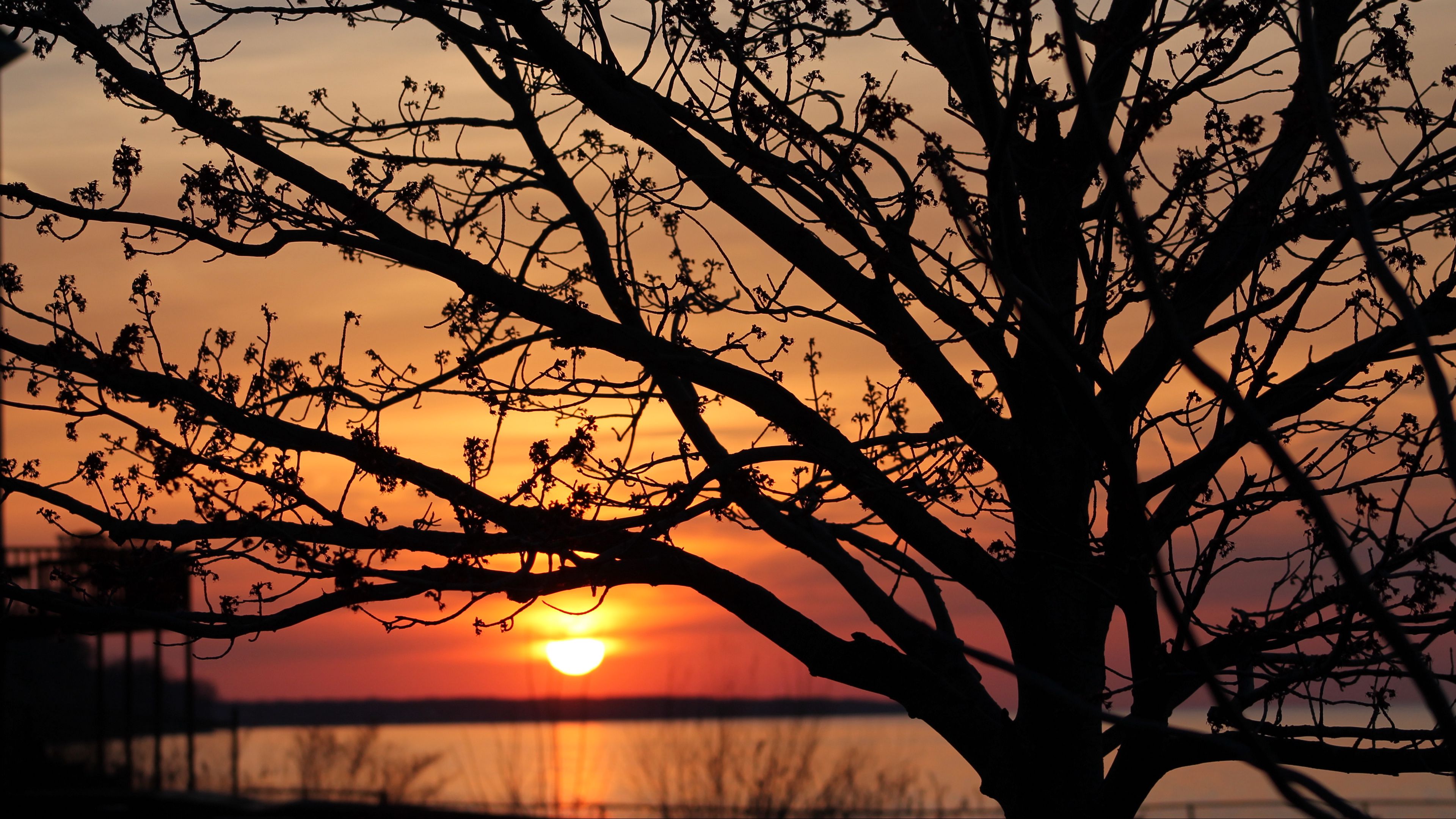 sunset, the sun, branches, horizon, 4k, HD Wallpaper