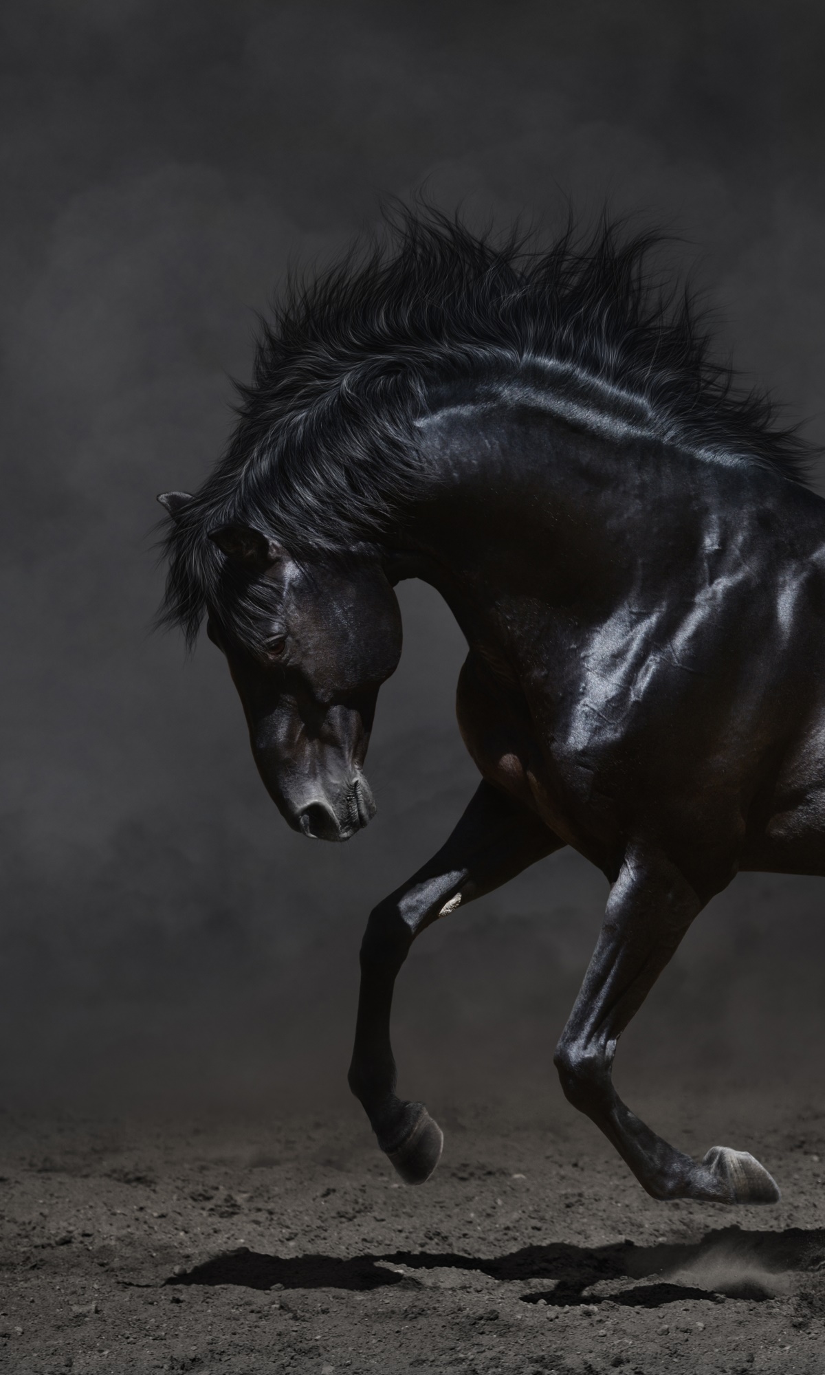 Animal Horse, 1200x2000, Phone HD Wallpaper