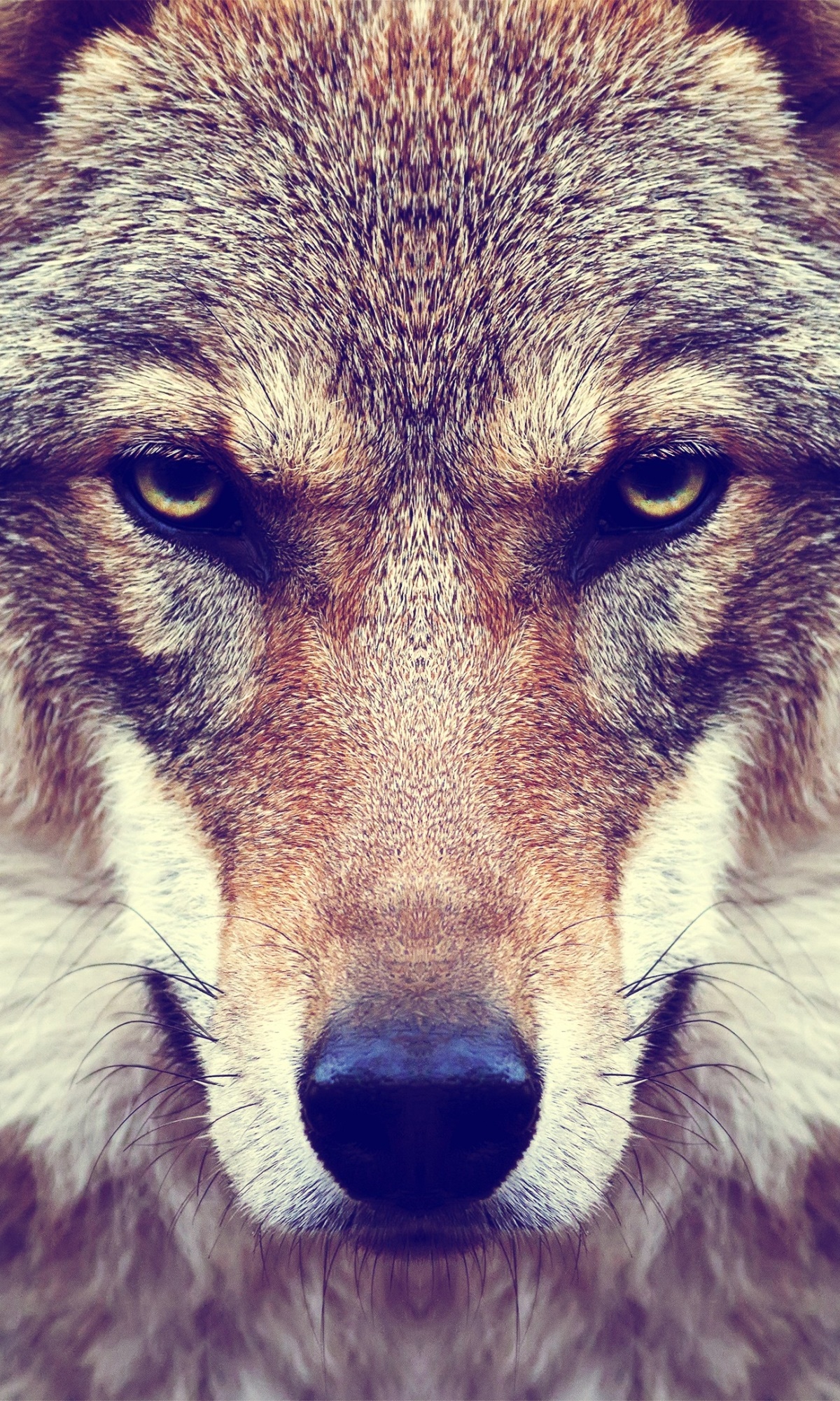 Animal Wolf, Face, Stare, Muzzle, 1200x2000, Phone HD Wallpaper