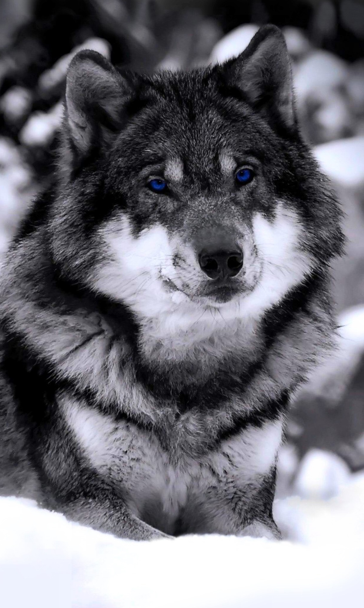 Animal Wolf, Snow, 1200x2000, Phone HD Wallpaper