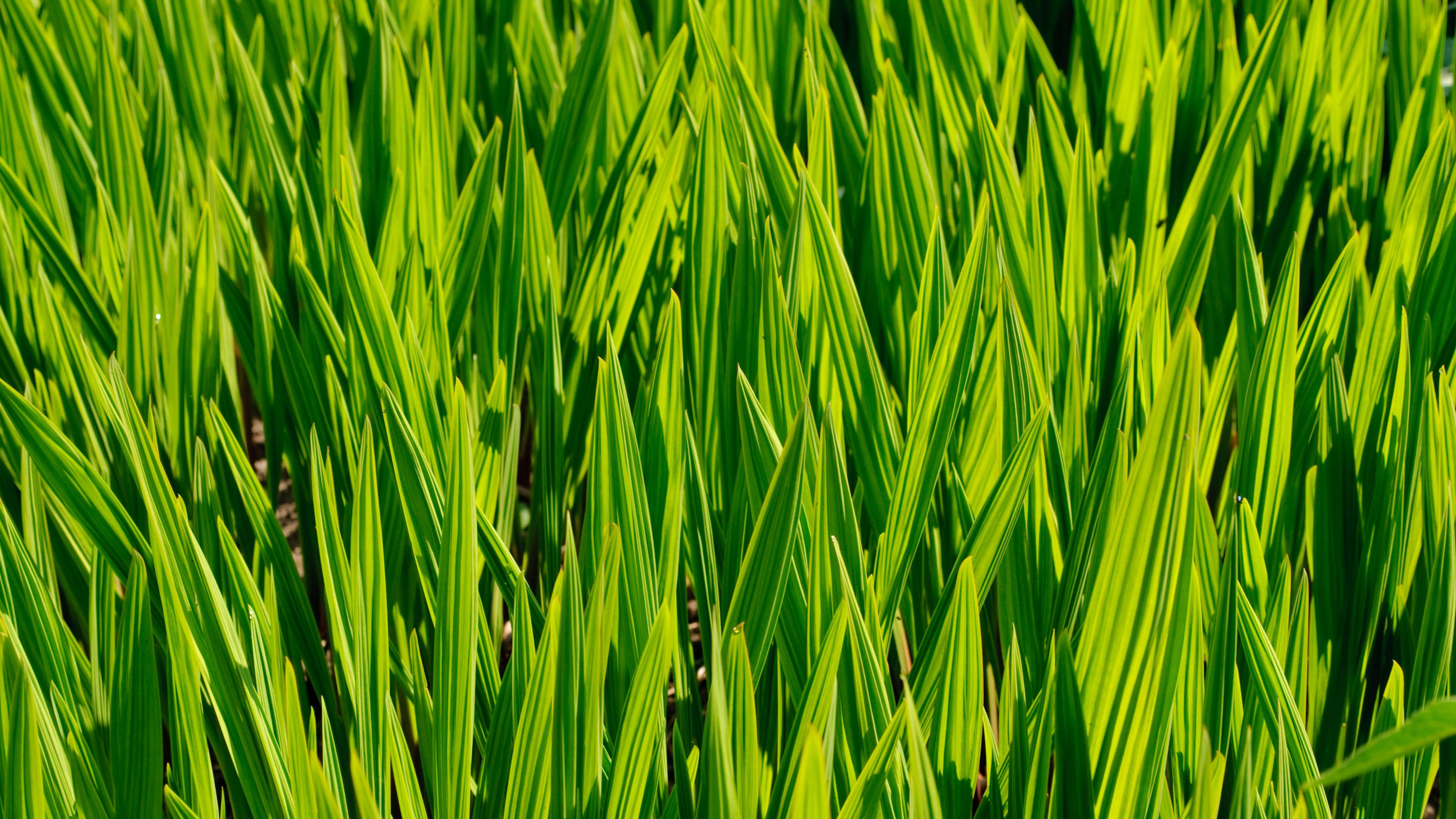 grass, macro, stem, green, 4k, HD Wallpaper