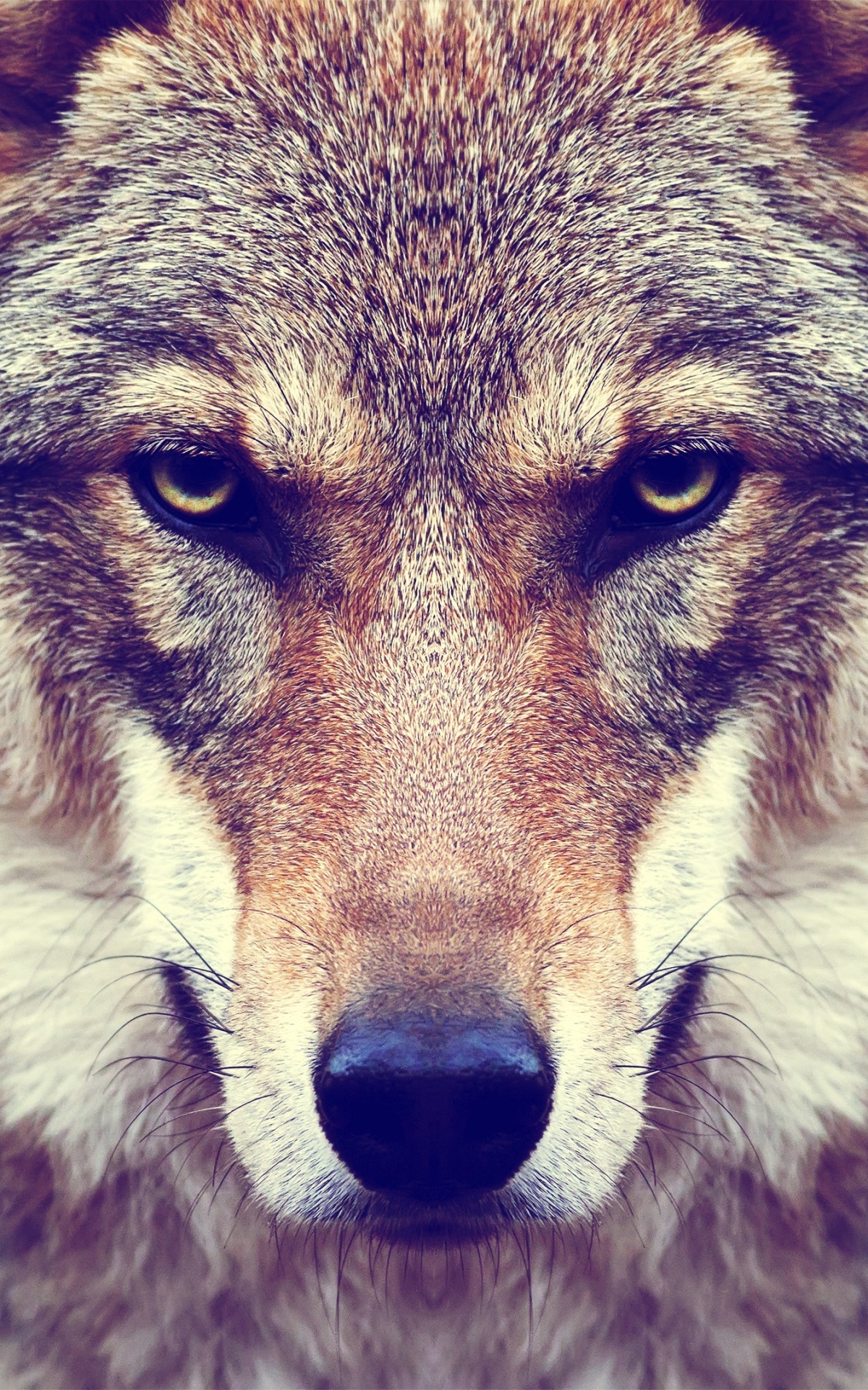 Animal Wolf, Stare, Muzzle, Face, 1200x1920, Phone HD Wallpaper