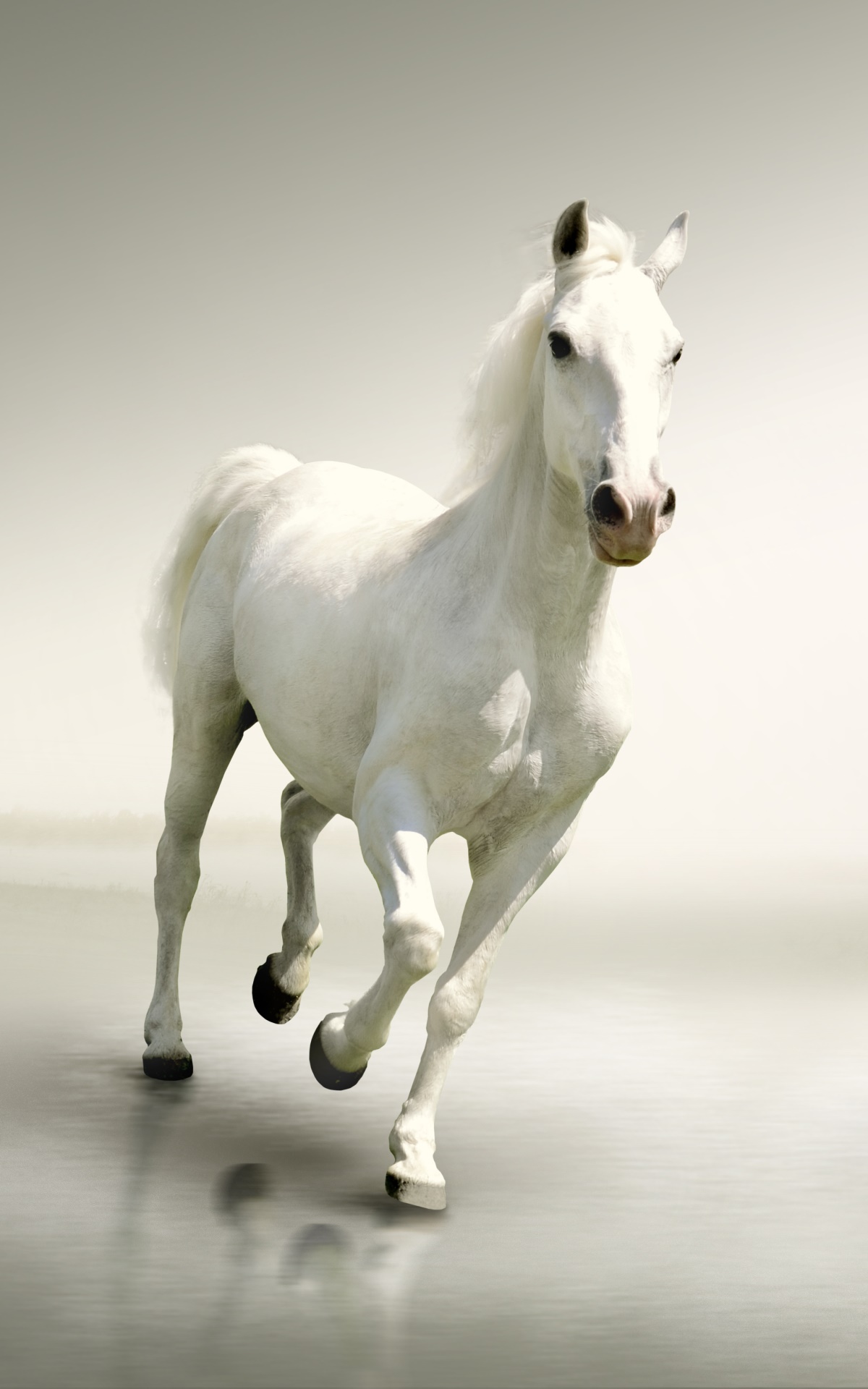 Animal Horse, 1200x1920, Phone HD Wallpaper