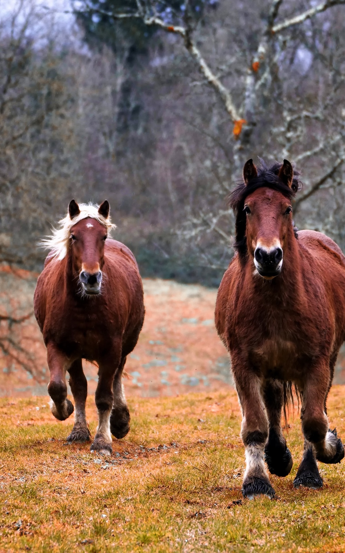 Animal Horse, 1200x1920, Phone HD Wallpaper