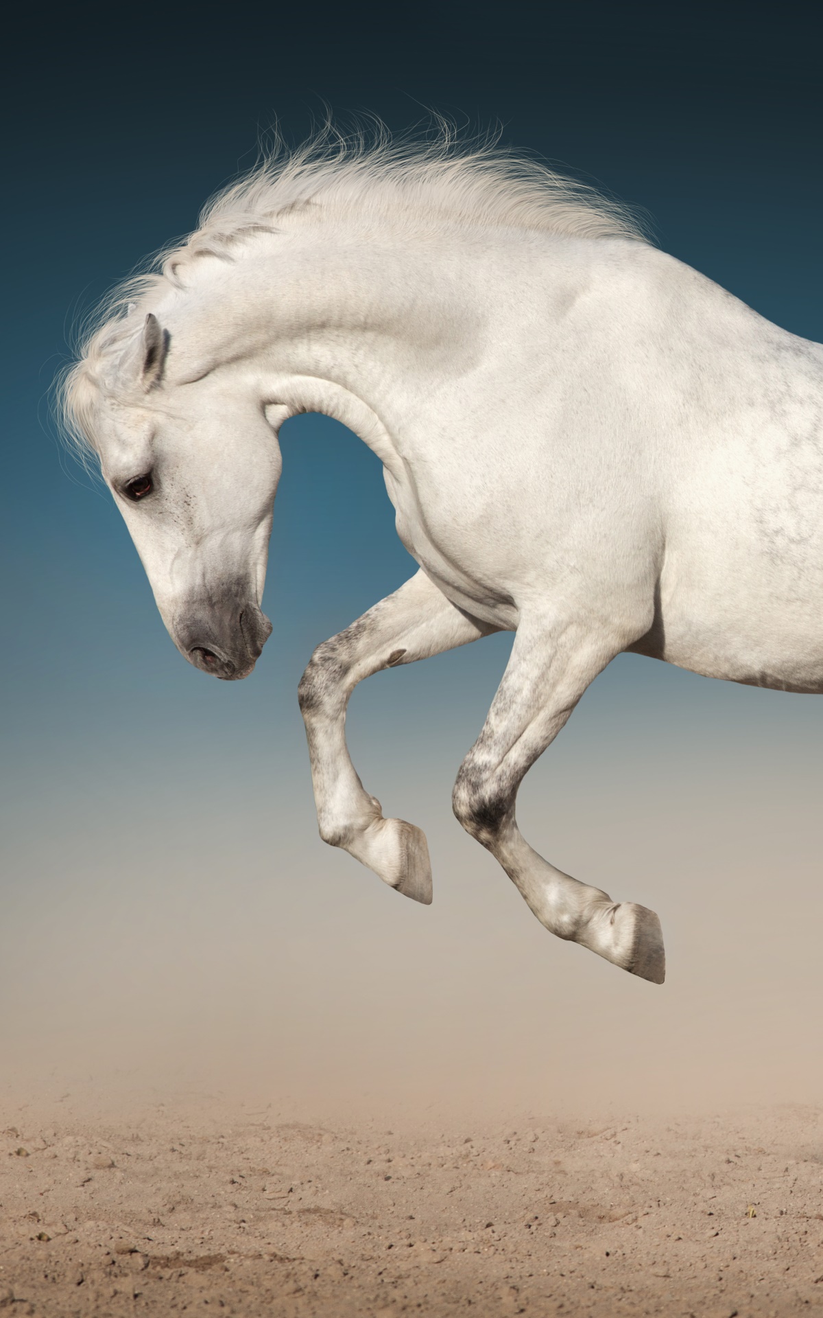 Animal Horse, 1200x1920, Phone HD Wallpaper