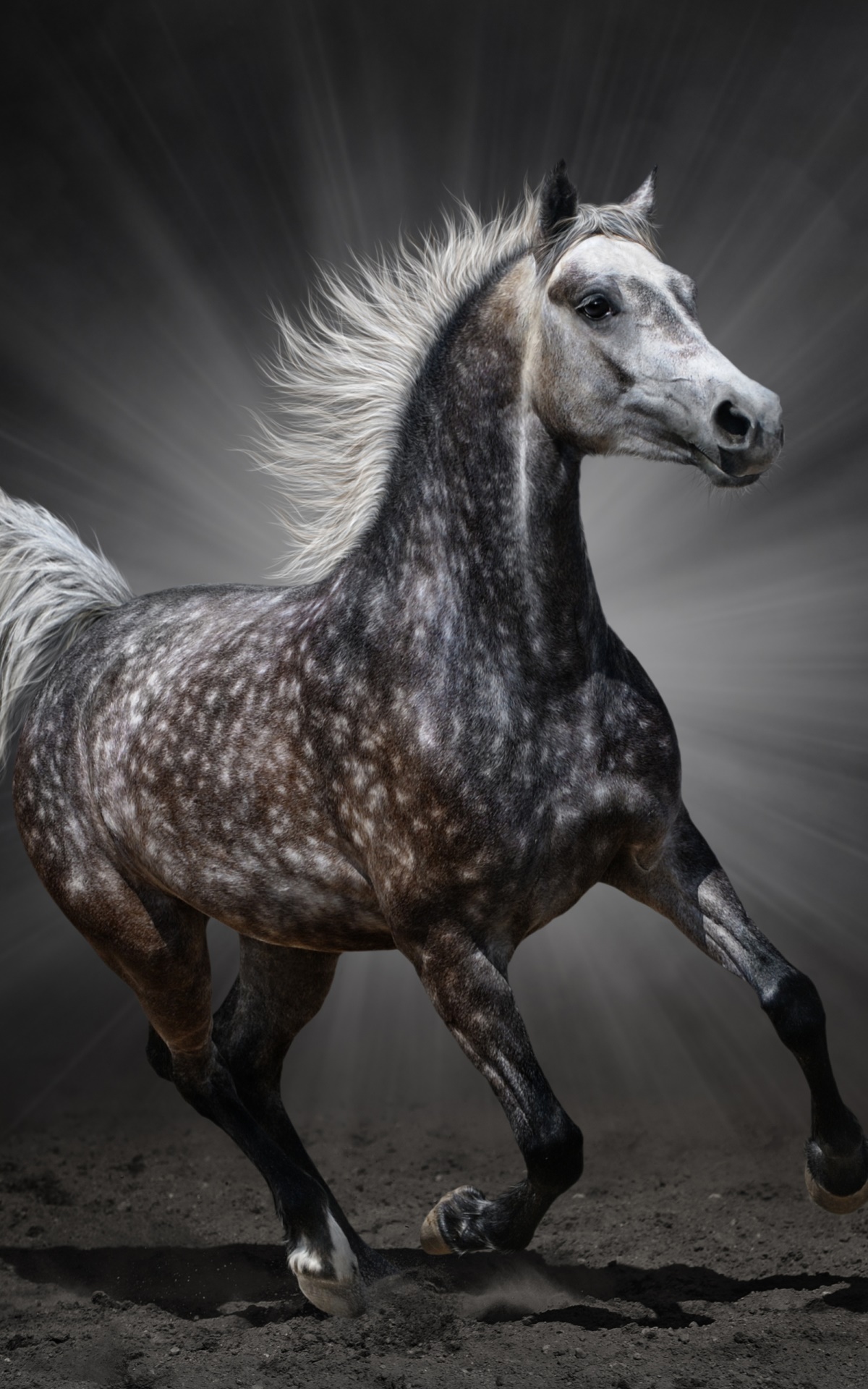 Animal Horse, 1200x1920, Phone HD Wallpaper