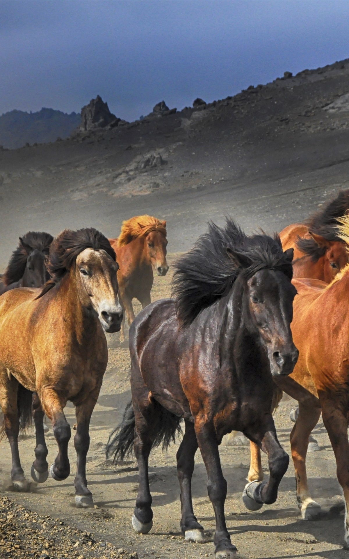 Animal Horse, Herd, 1200x1920, Phone HD Wallpaper