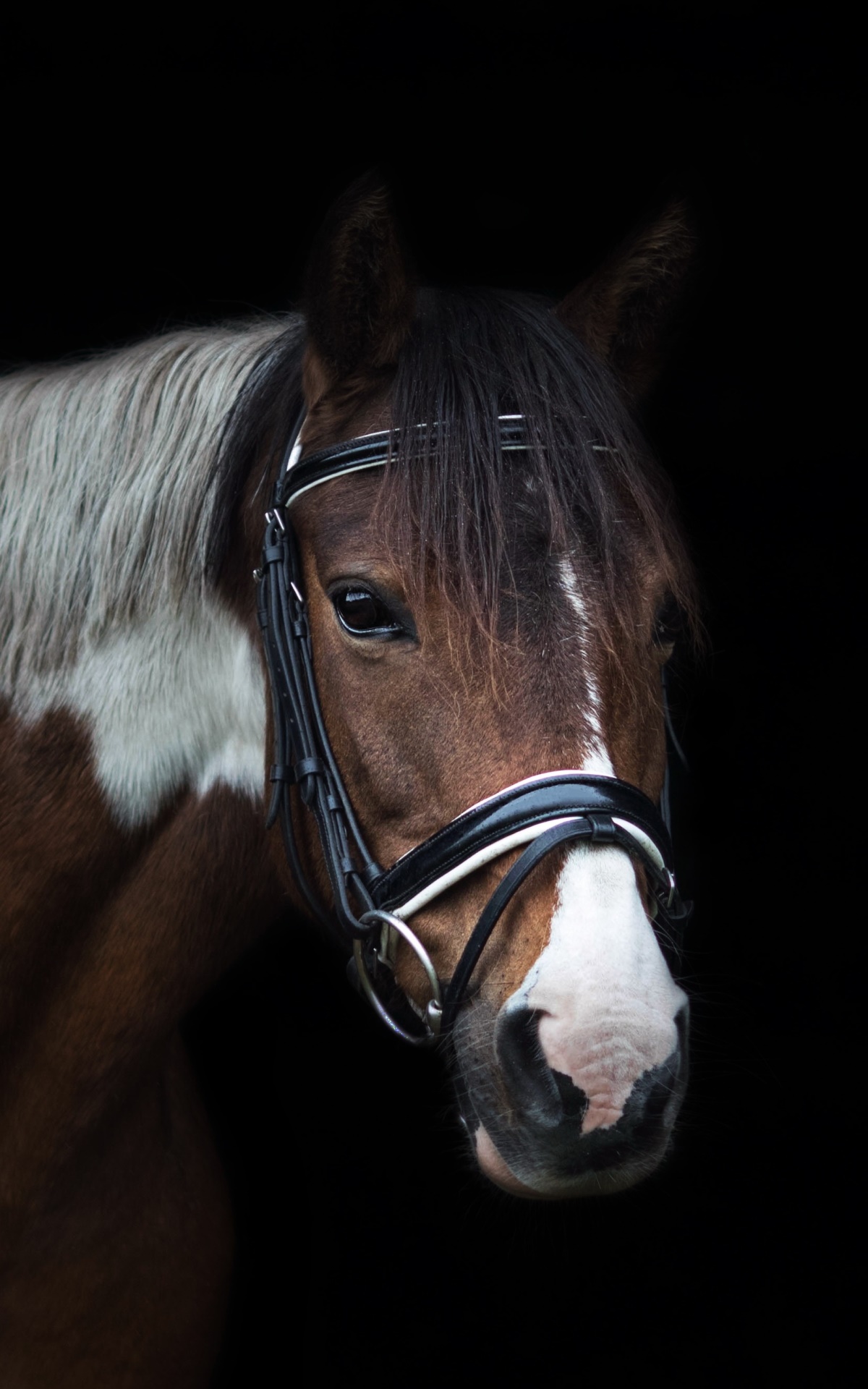 Animal Horse, 1200x1920, Phone HD Wallpaper