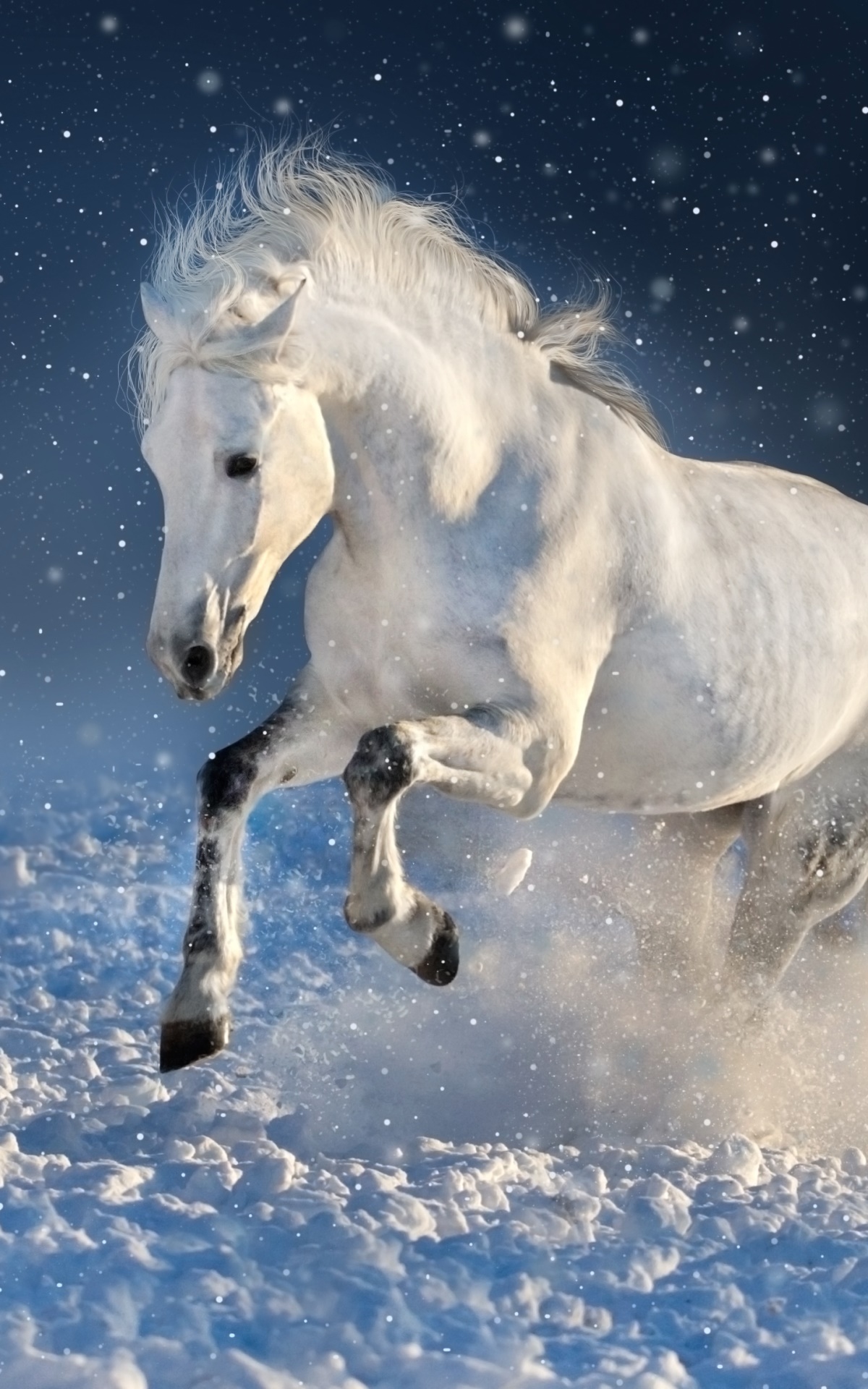 Animal Horse, 1200x1920, Phone HD Wallpaper