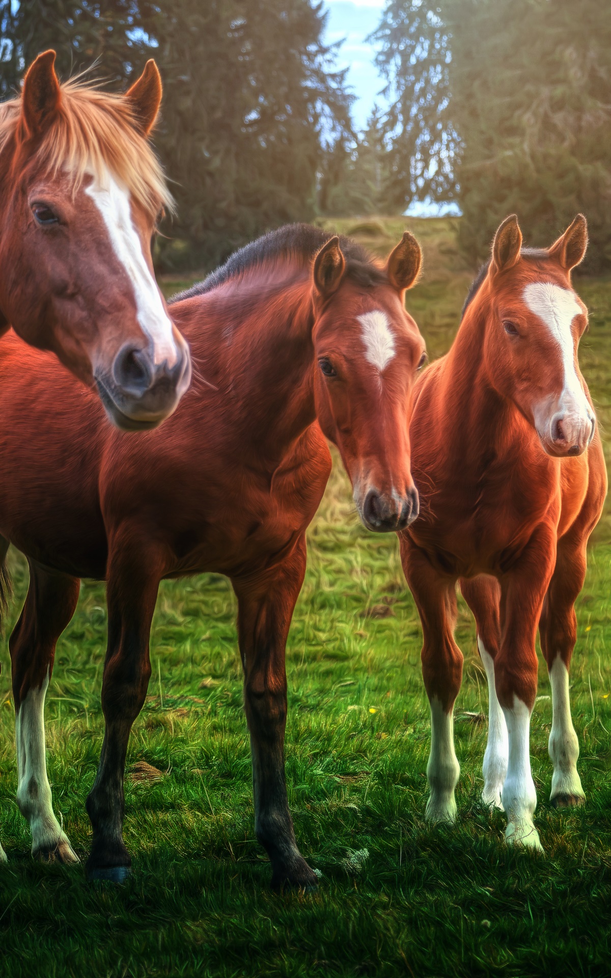 Animal Horse, 1200x1920, Phone HD Wallpaper