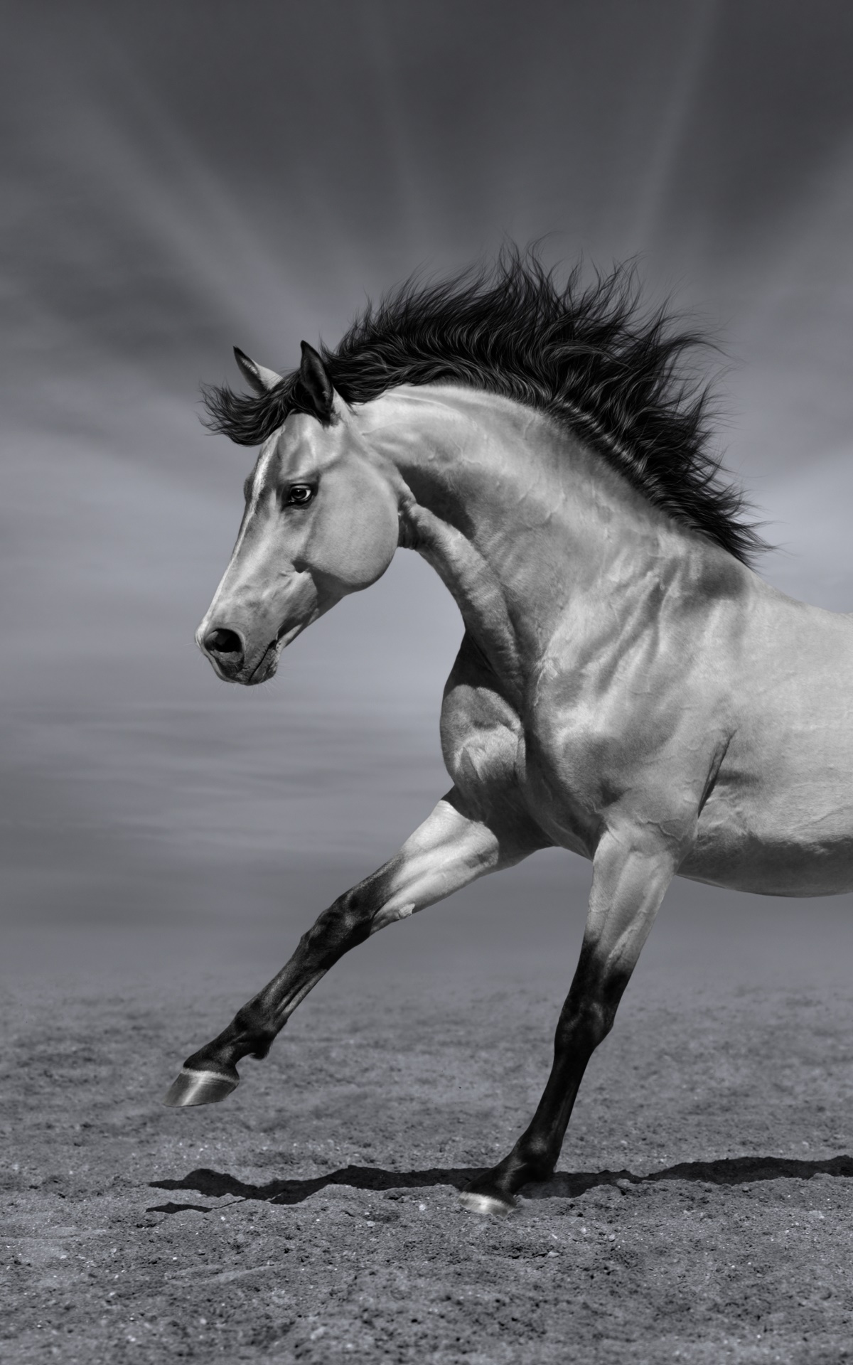 Animal Horse, Black and White, 1200x1920, Phone HD Wallpaper
