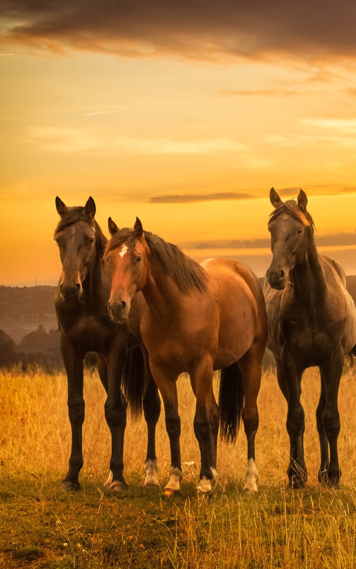 Animal Horse, Sunrise, 1200x1920, Phone HD Wallpaper