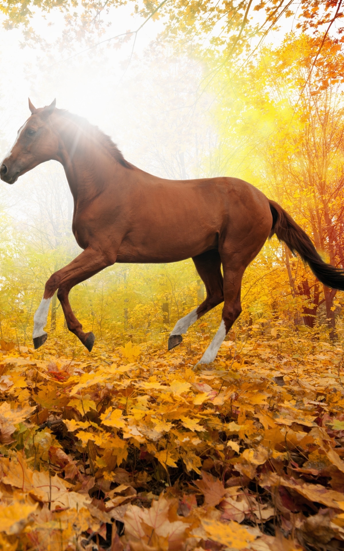 Animal Horse, 1200x1920, Phone HD Wallpaper
