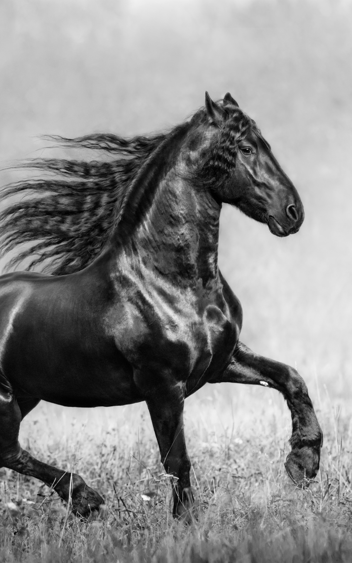 Animal Horse, Black and White, 1200x1920, Phone HD Wallpaper