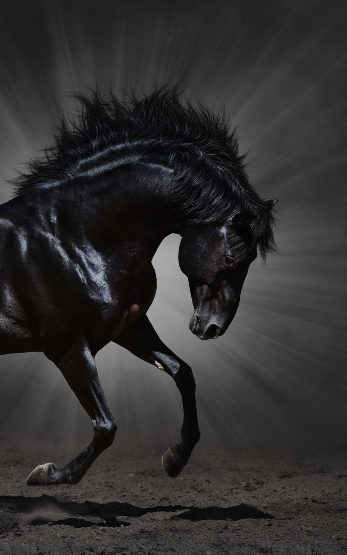 Animal Horse, 1200x1920, Phone HD Wallpaper