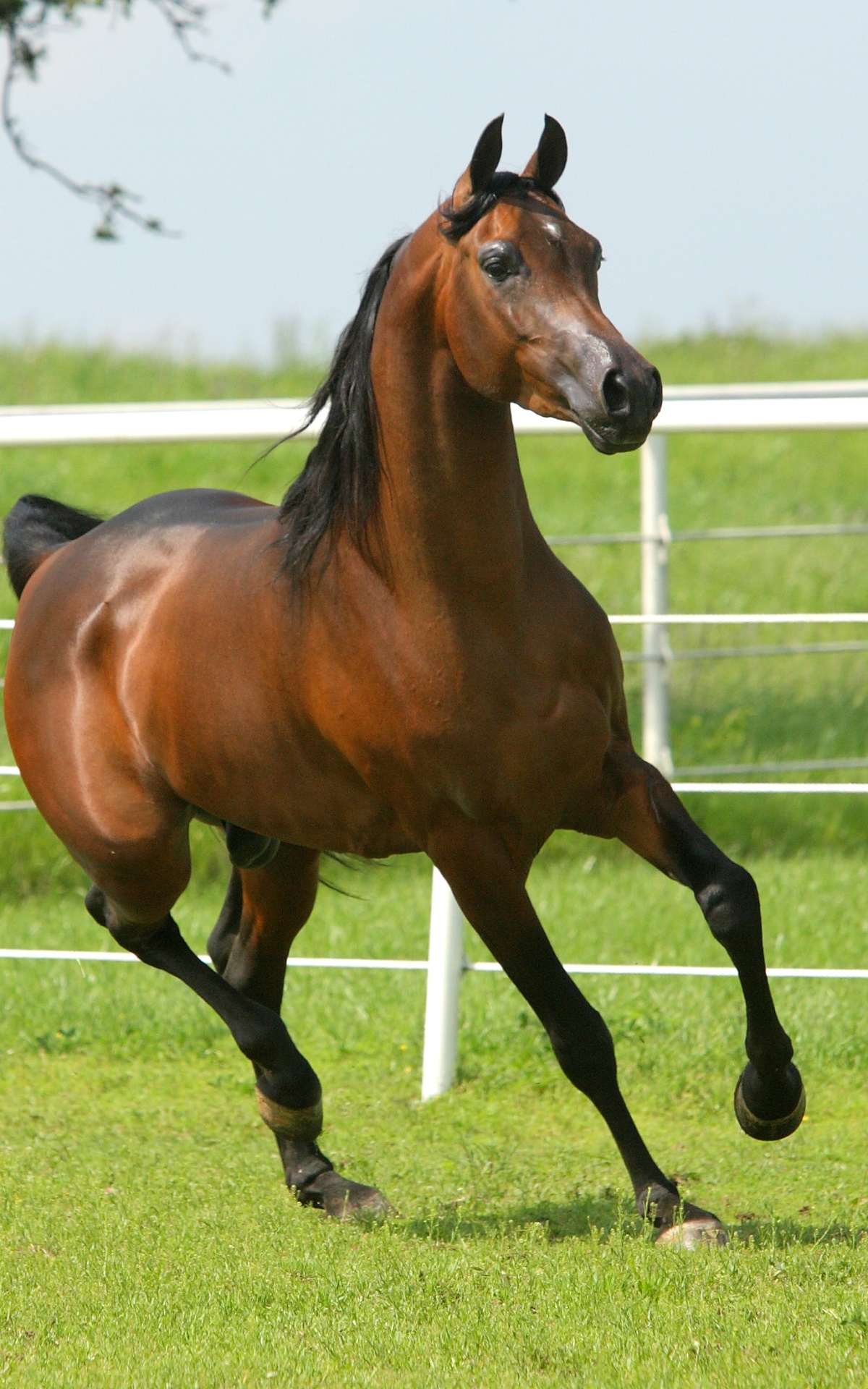 Animal Horse, 1200x1920, Phone HD Wallpaper
