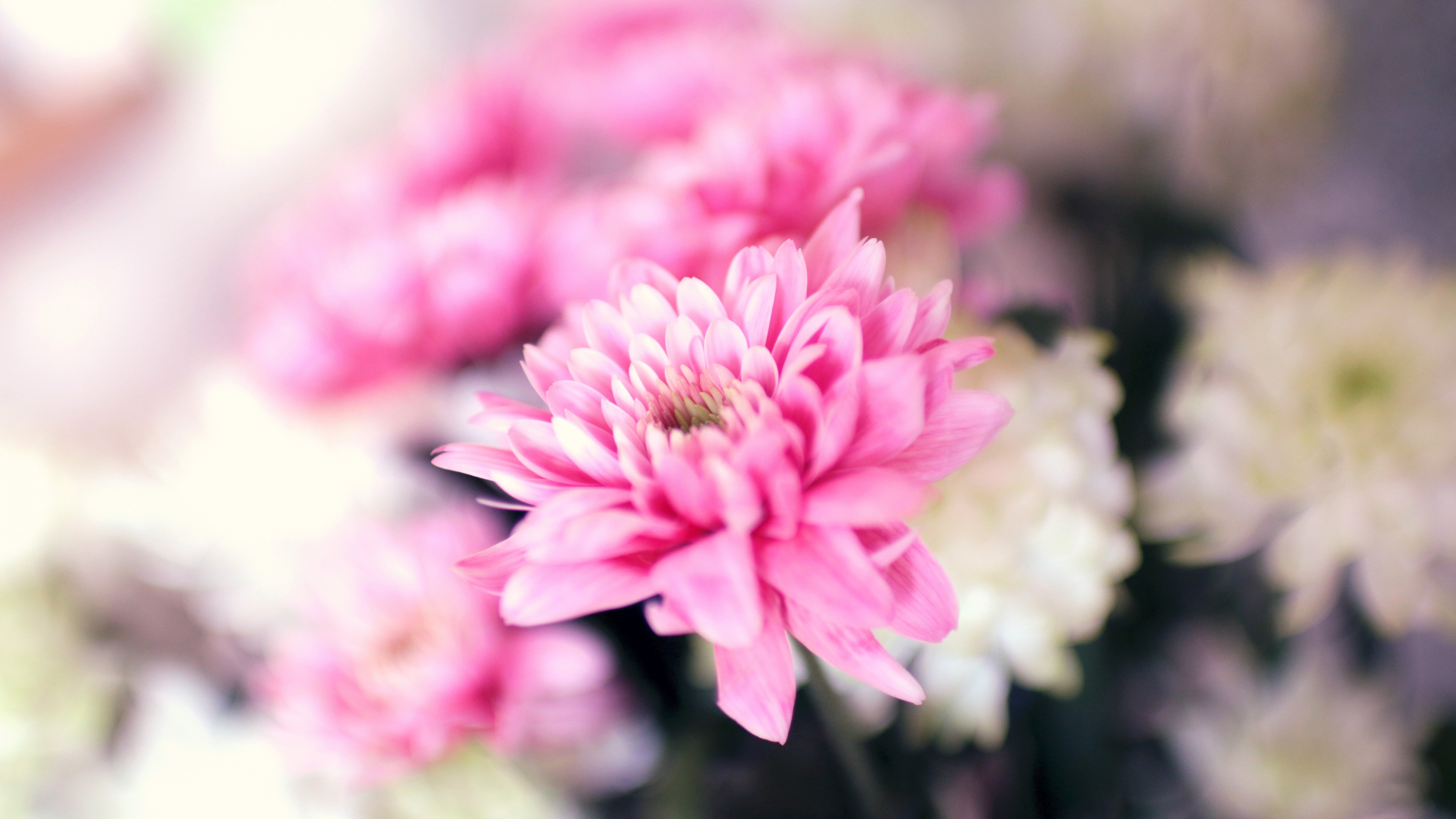 Flowers. 4K, 4K, petals, pink, blossom, HD Wallpaper