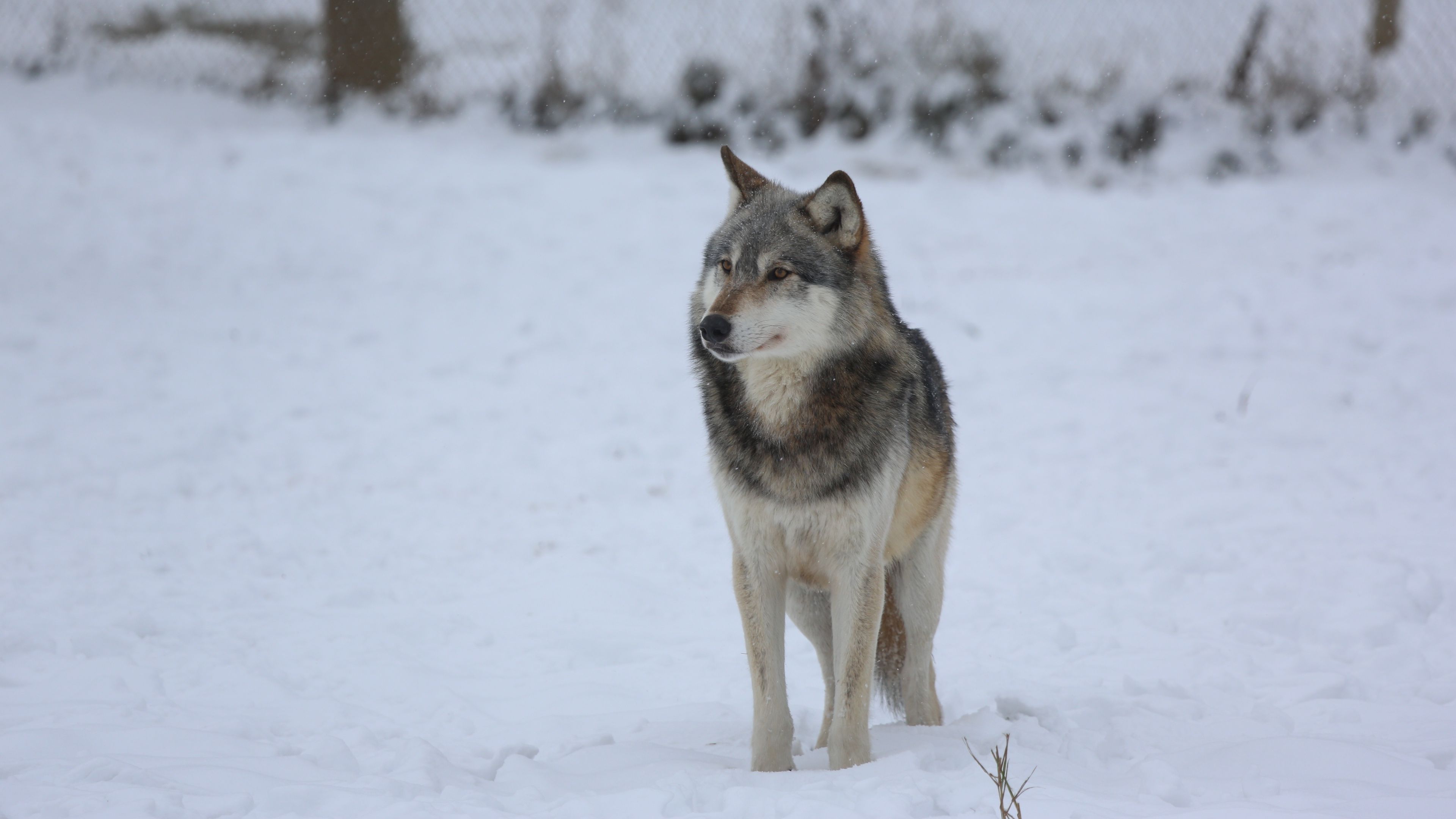 wolf, predator, gray, snow, fence, 4k, HD Wallpaper