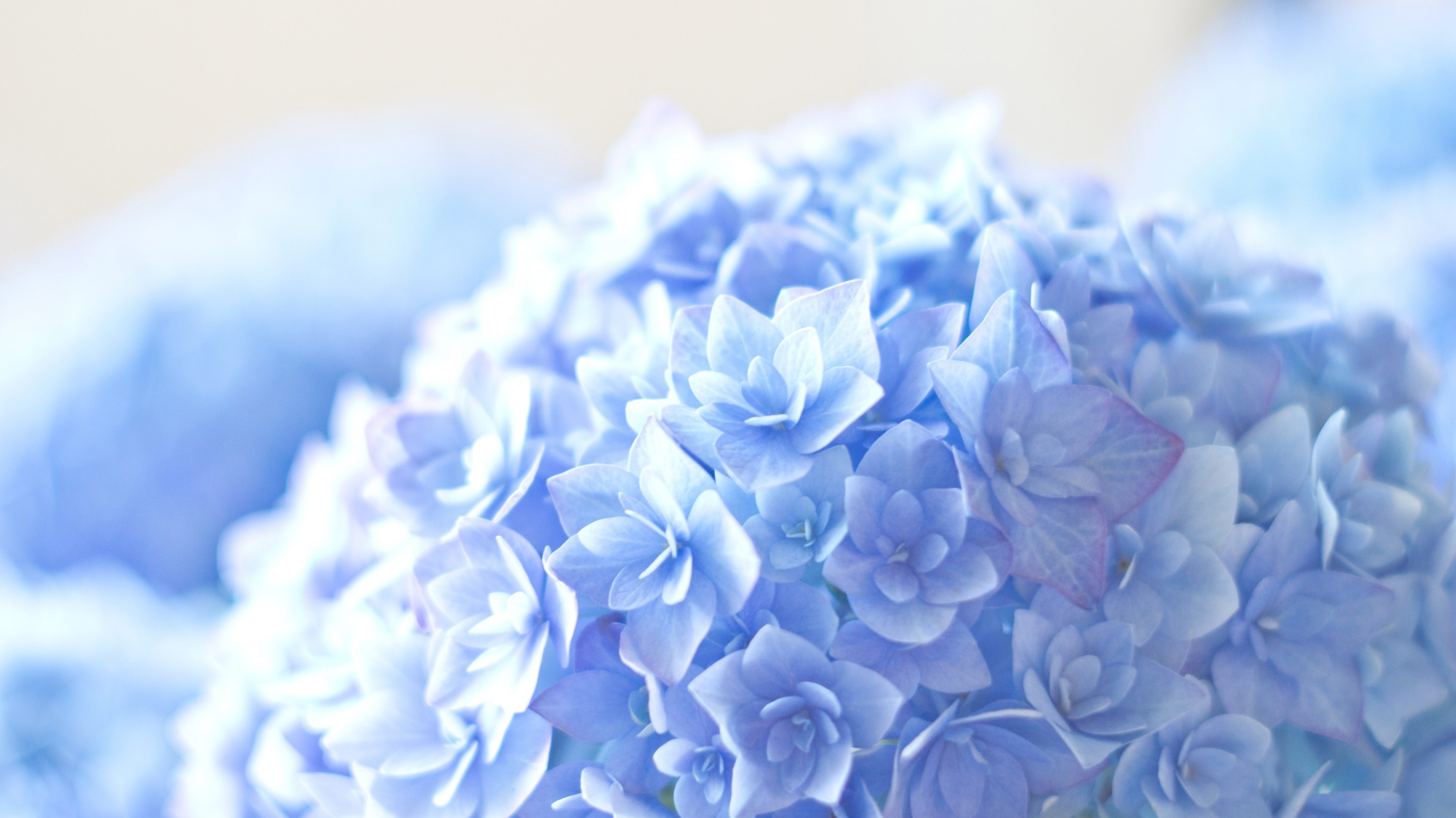 Hortensia, 4K, blue, HD Wallpaper
