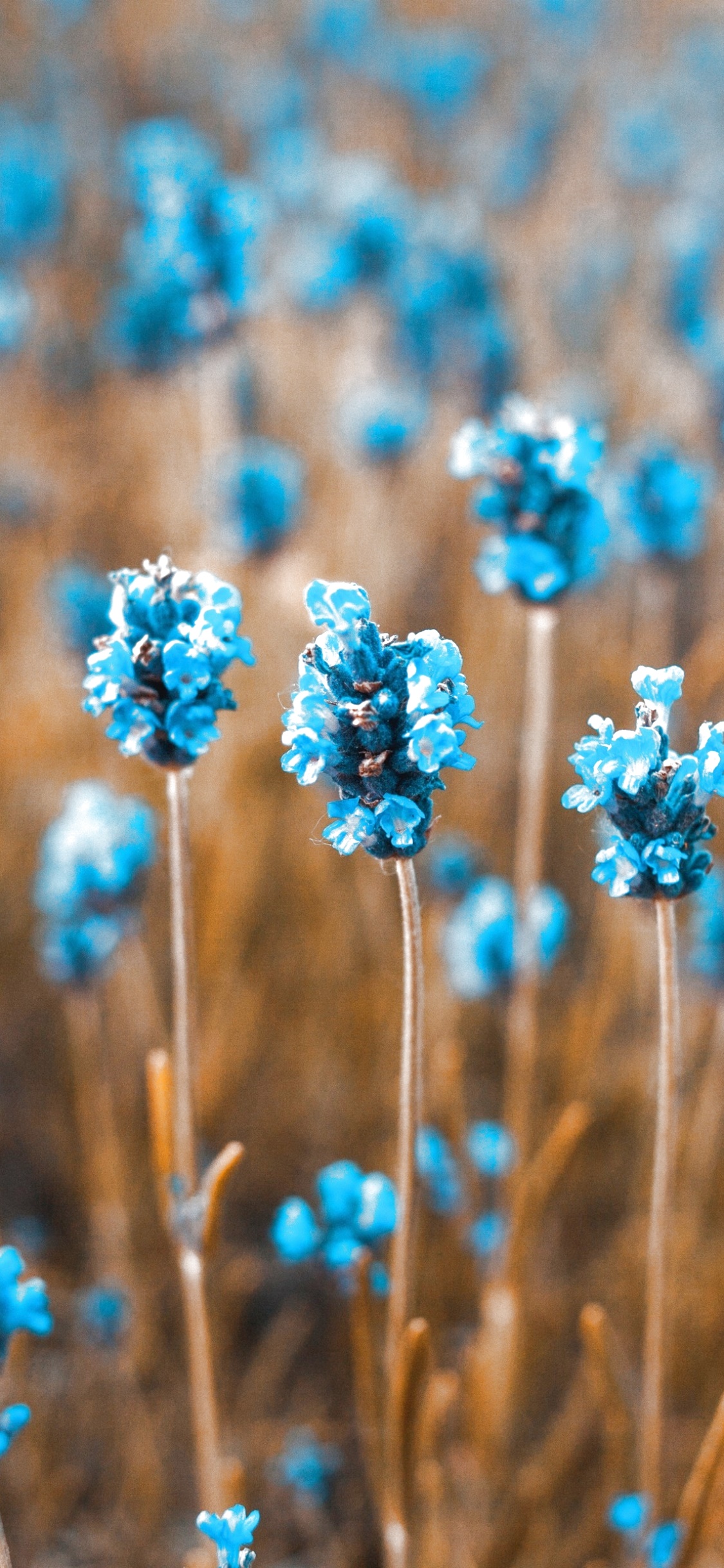 Earth Flower, Blue Flower, 1125x2436, Phone HD Wallpaper