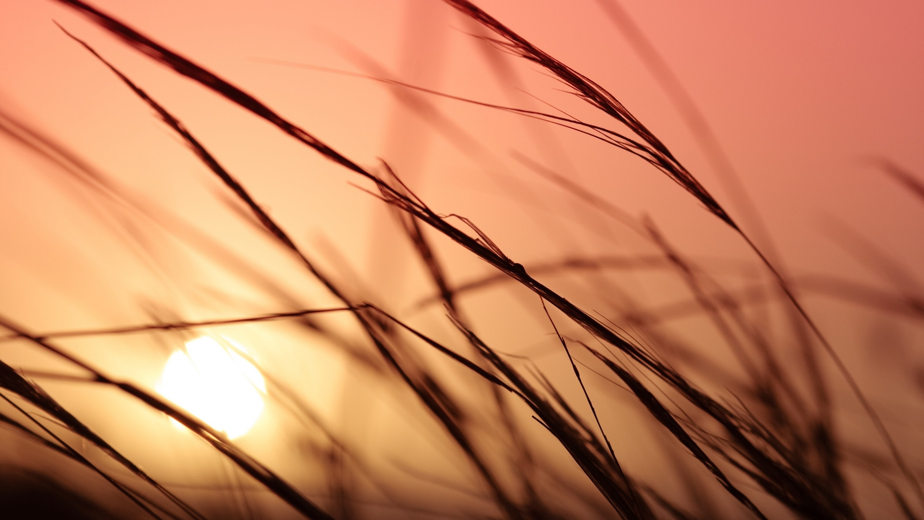 Meadows, 4K, grass, sunset, HD Wallpaper