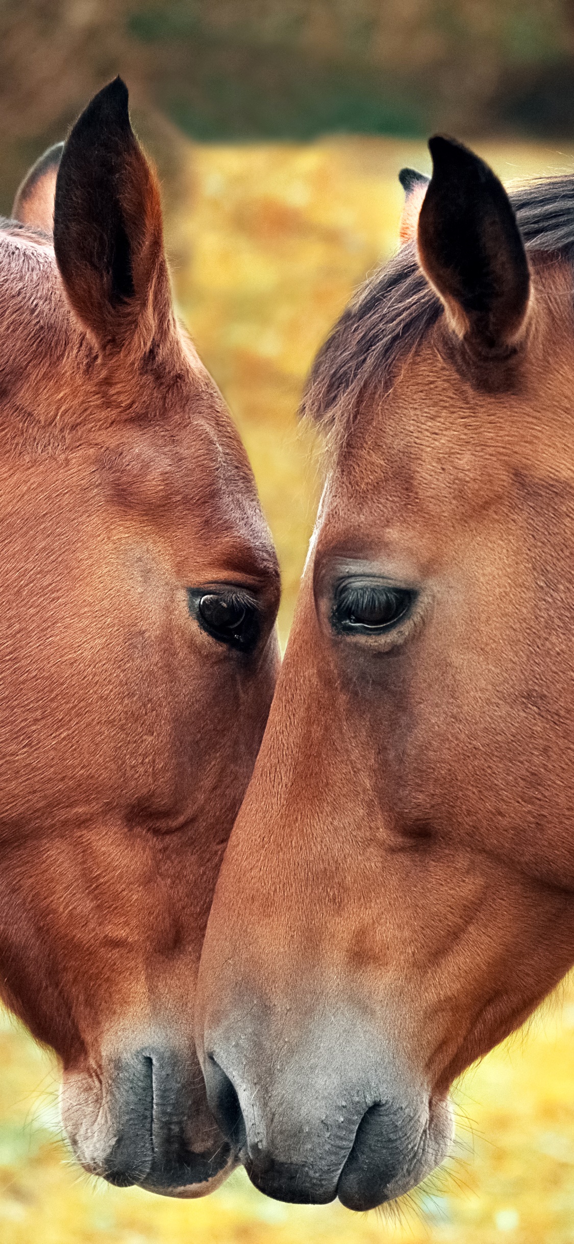 Animal Horse, Love, 1125x2436, Phone HD Wallpaper