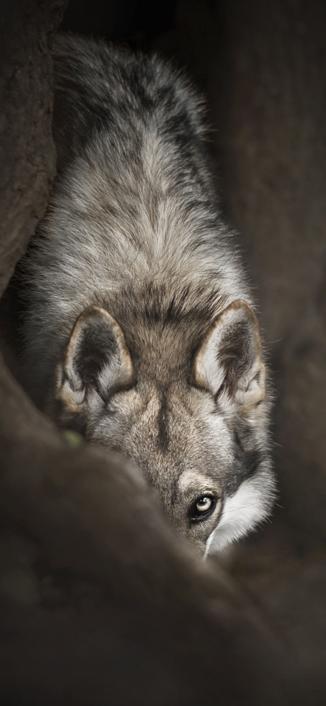 Animal Wolf, Stare, 1125x2436, Phone HD Wallpaper