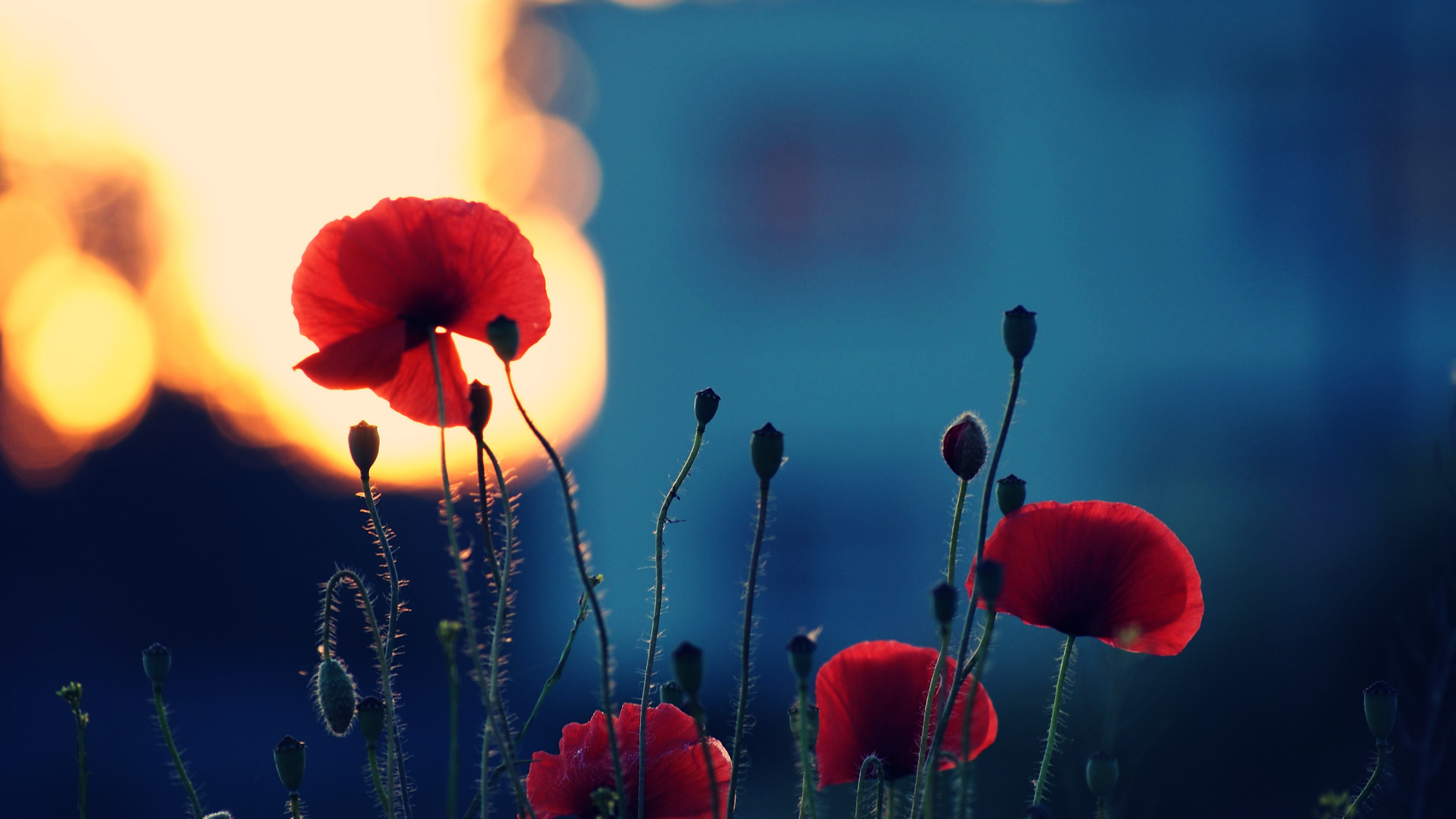 Poppy, 4K, flowers, fiels, HD Wallpaper