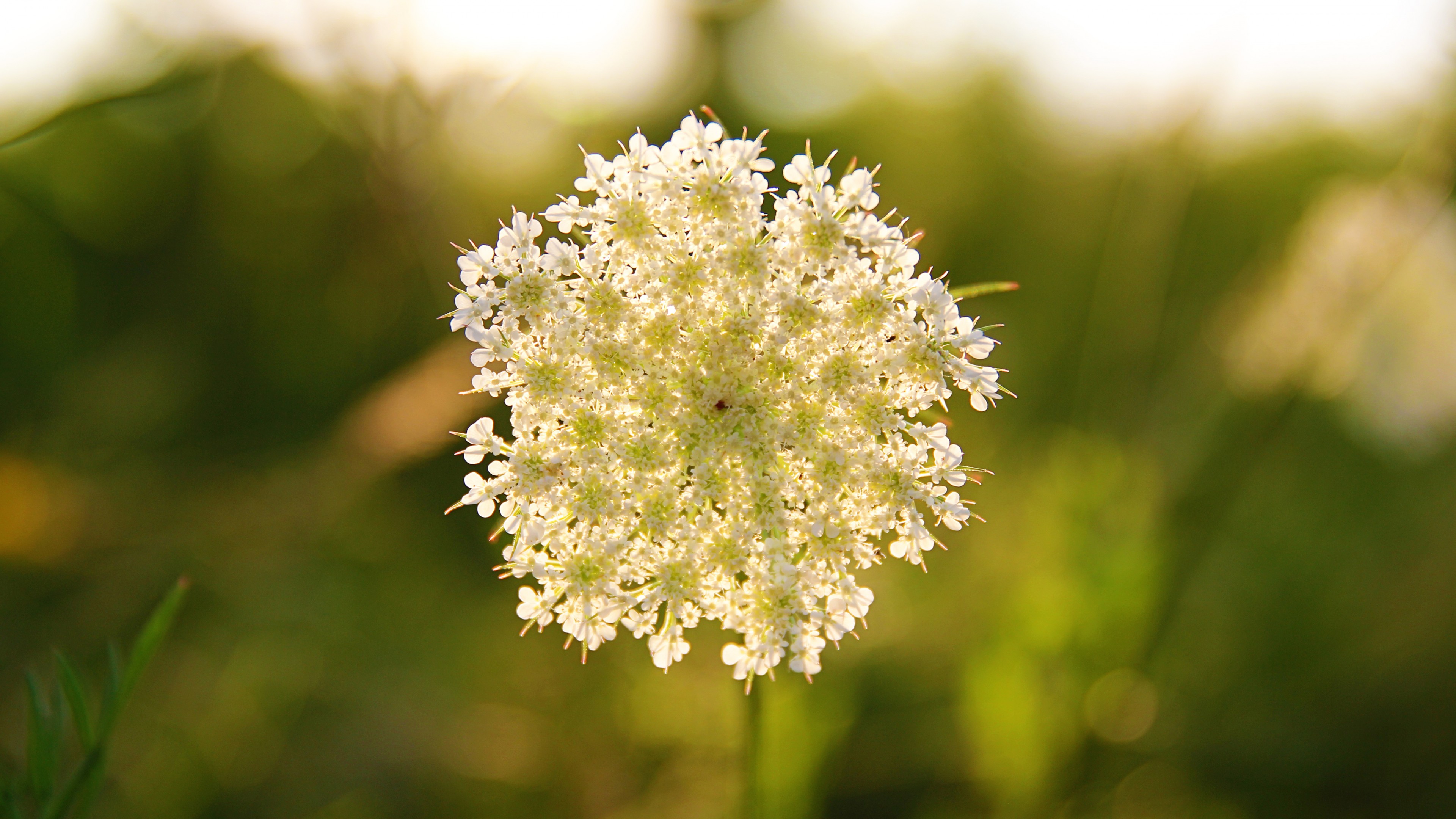 Wildflowers, 4k, flowers, white, blur, HD Wallpaper