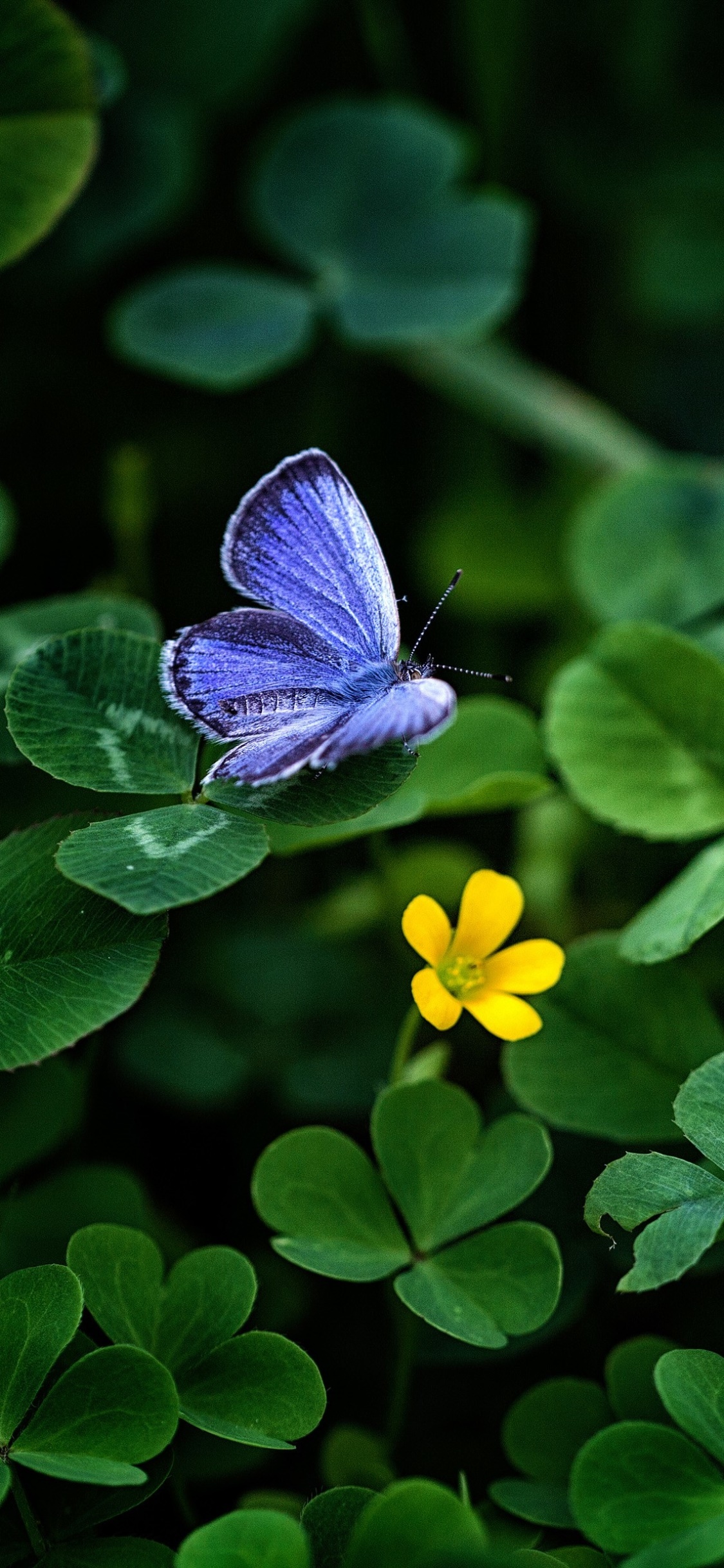 Animal Butterfly, Greenery, Clover, 1125x2436, Phone HD Wallpaper