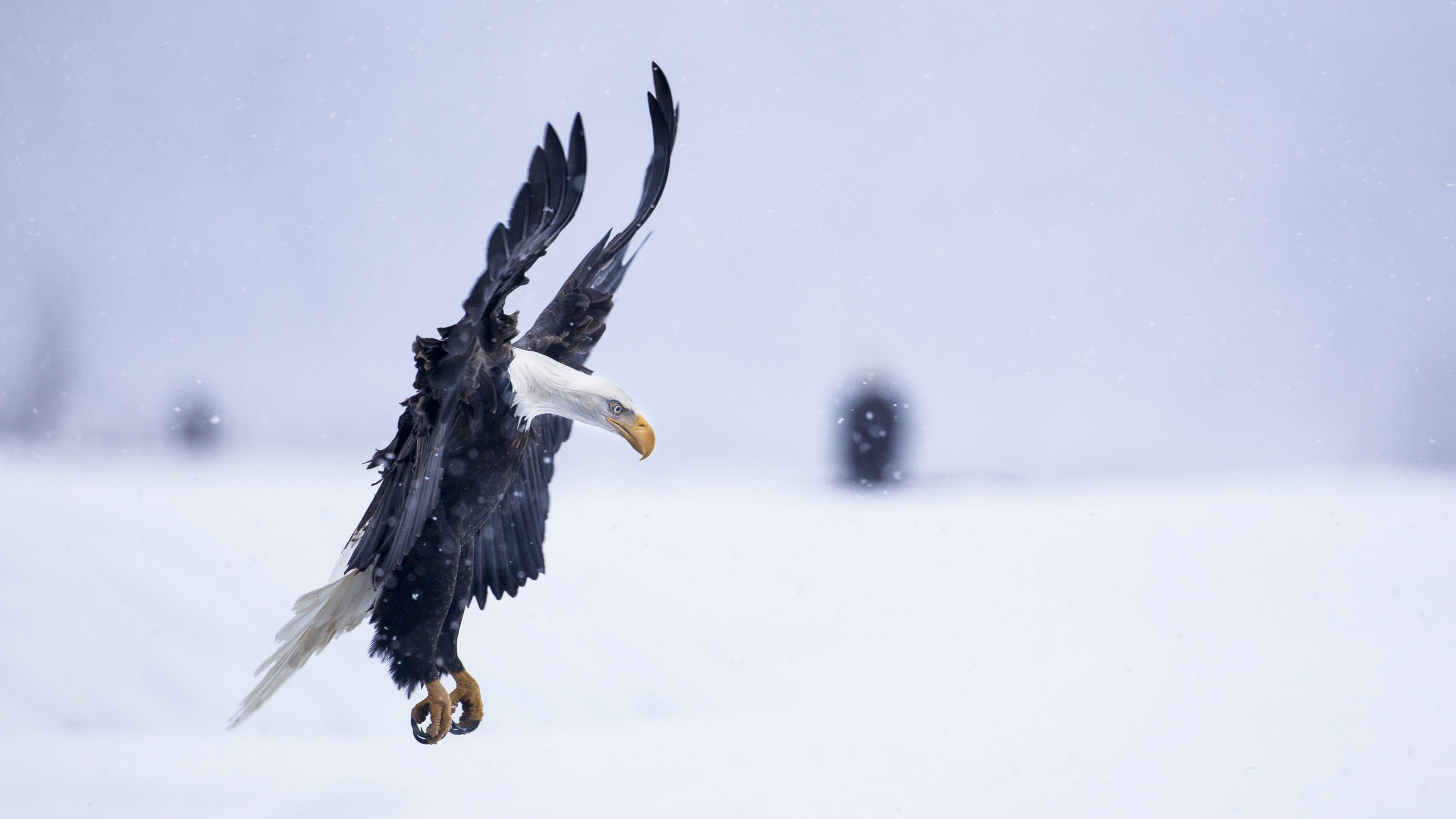 Eagle, Alaska, 4K, HD, flight, winter, snow, National Geographics, HD Wallpaper