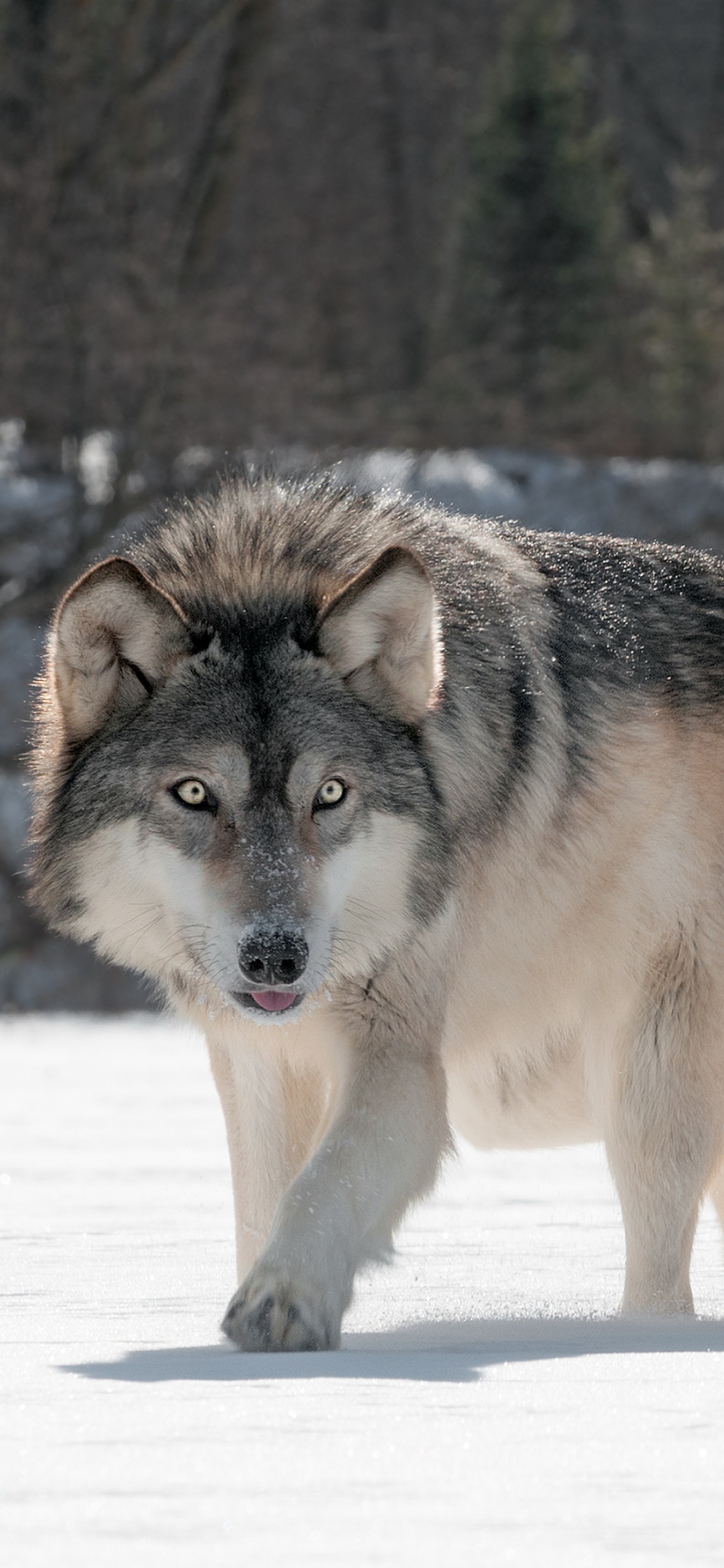 Animal Wolf, 1125x2436, Phone HD Wallpaper