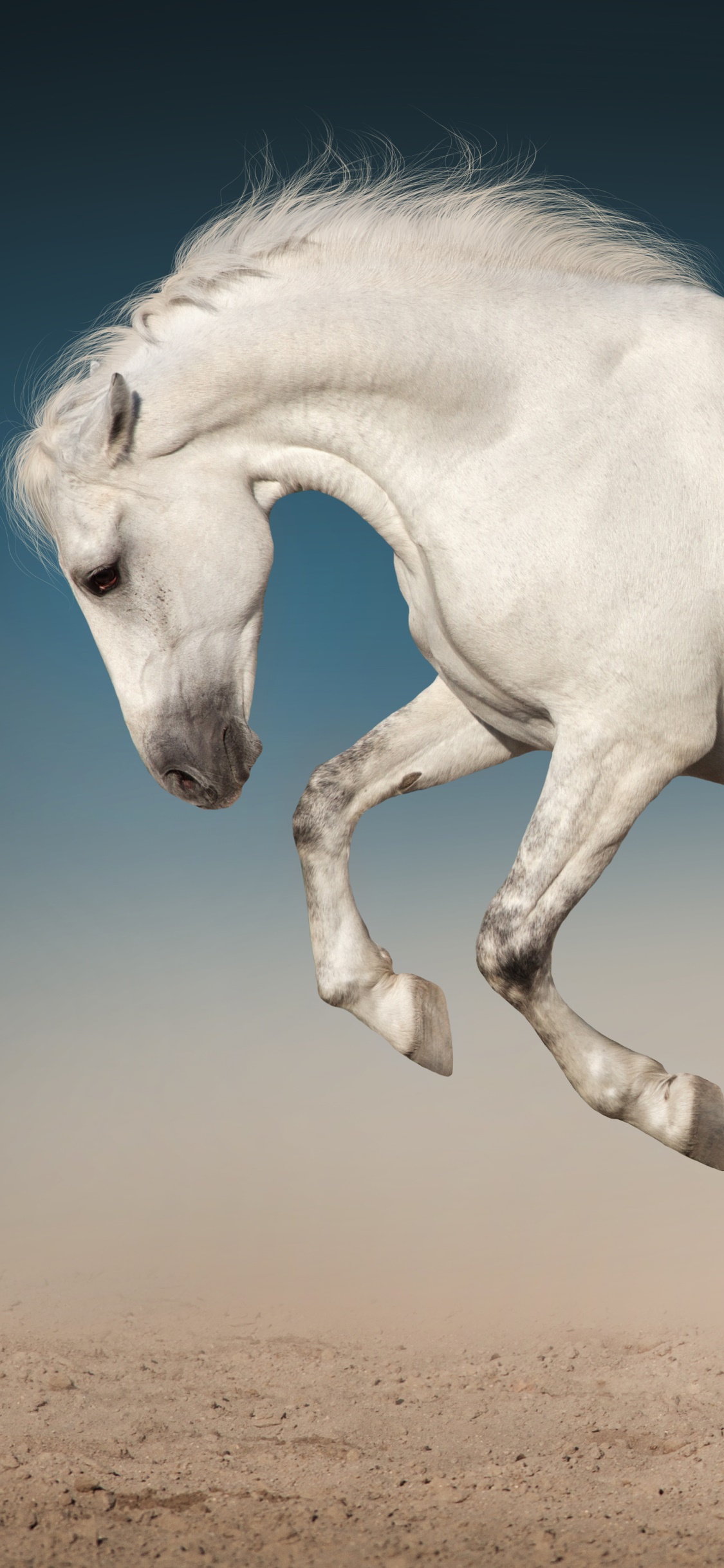 Animal Horse, 1125x2436, Phone HD Wallpaper