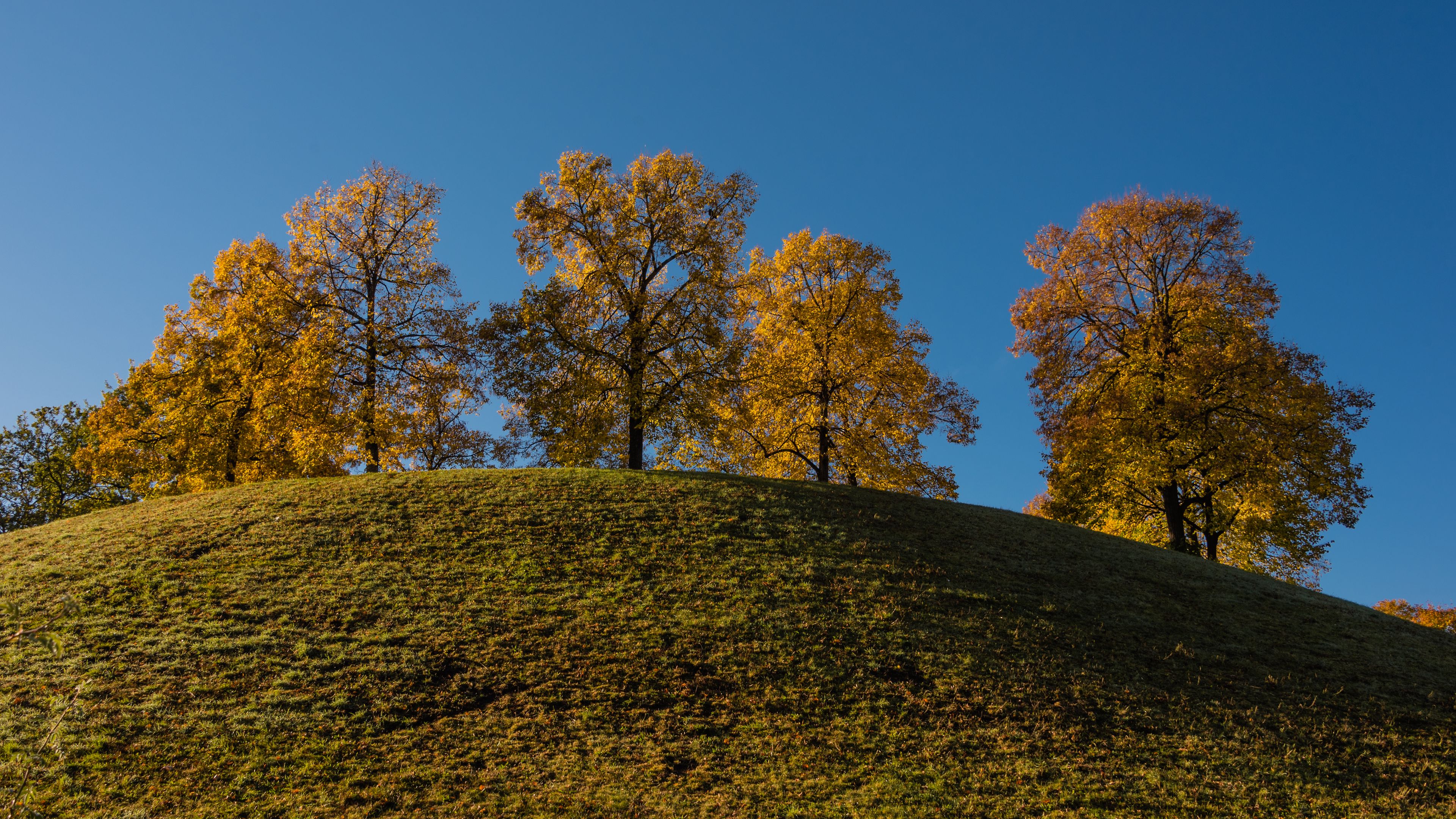 trees, hill, grass, sky, 4k, HD Wallpaper