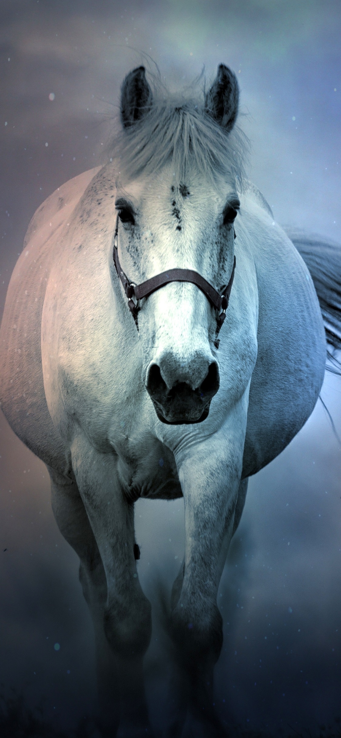 Animal Horse, Fog, 1125x2436, Phone HD Wallpaper