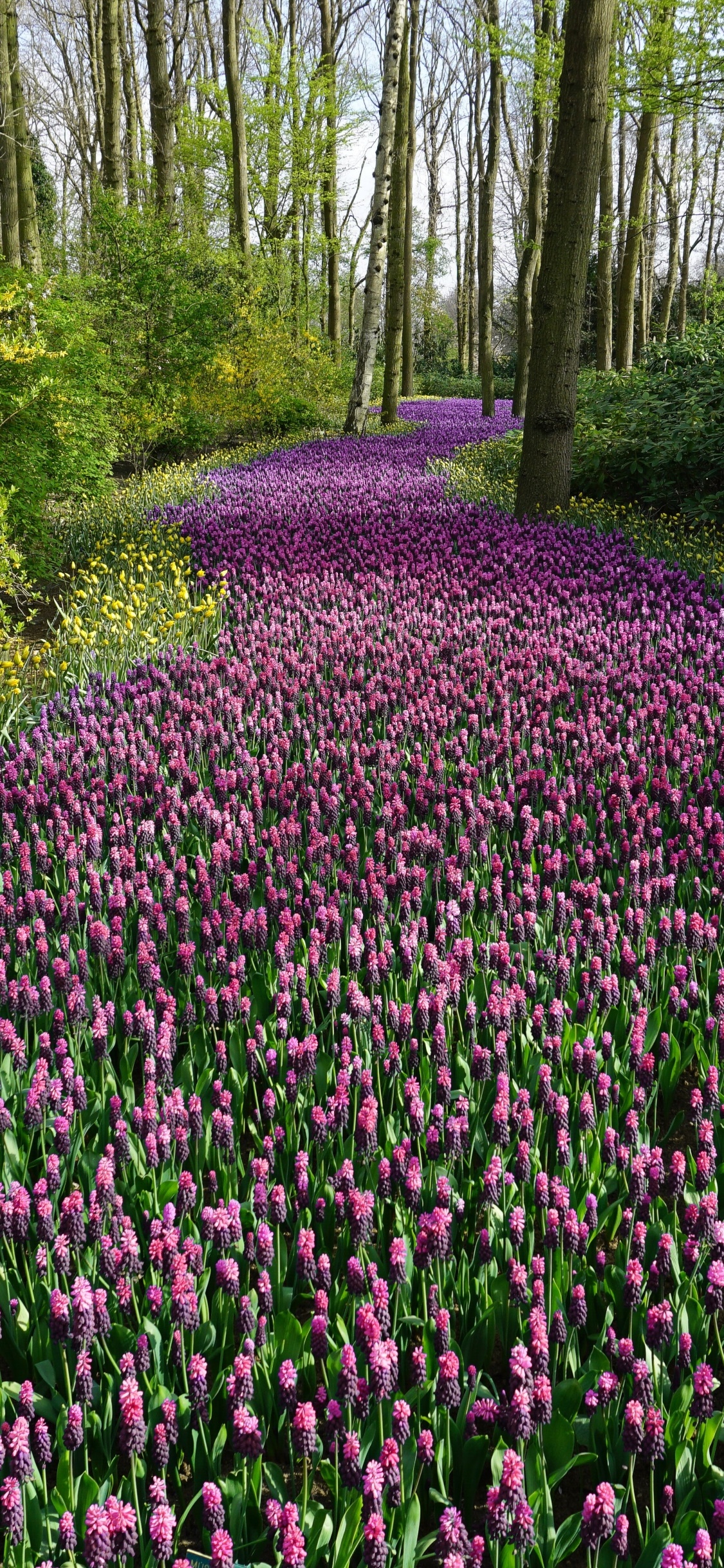 Earth Flower, Purple Flower, Forest, Nature, 1125x2436, Phone HD Wallpaper