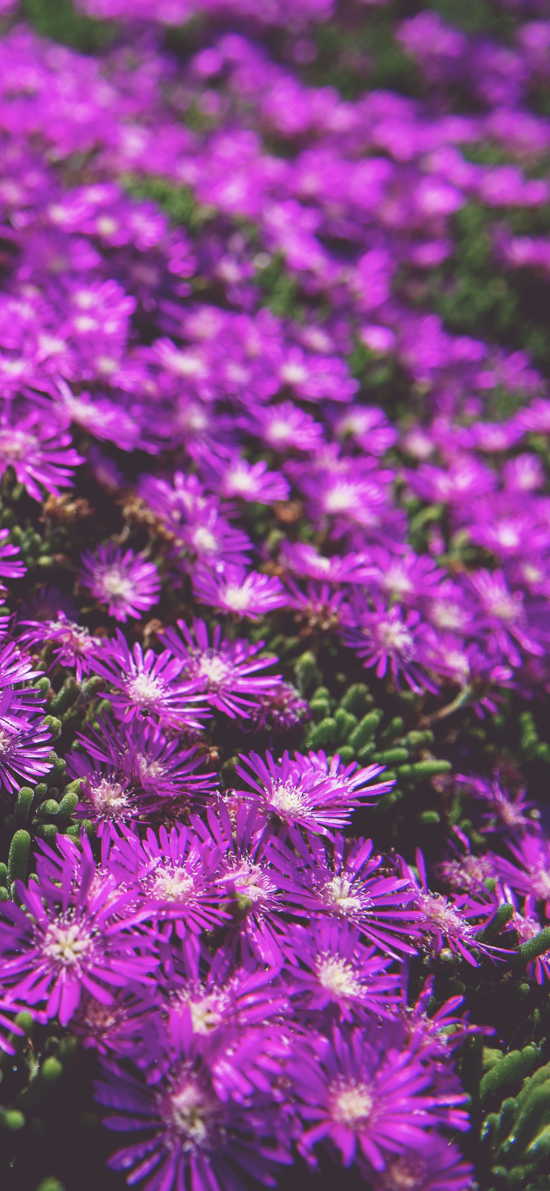 Earth Flower, Purple Flower, Nature, 1125x2436, Phone HD Wallpaper