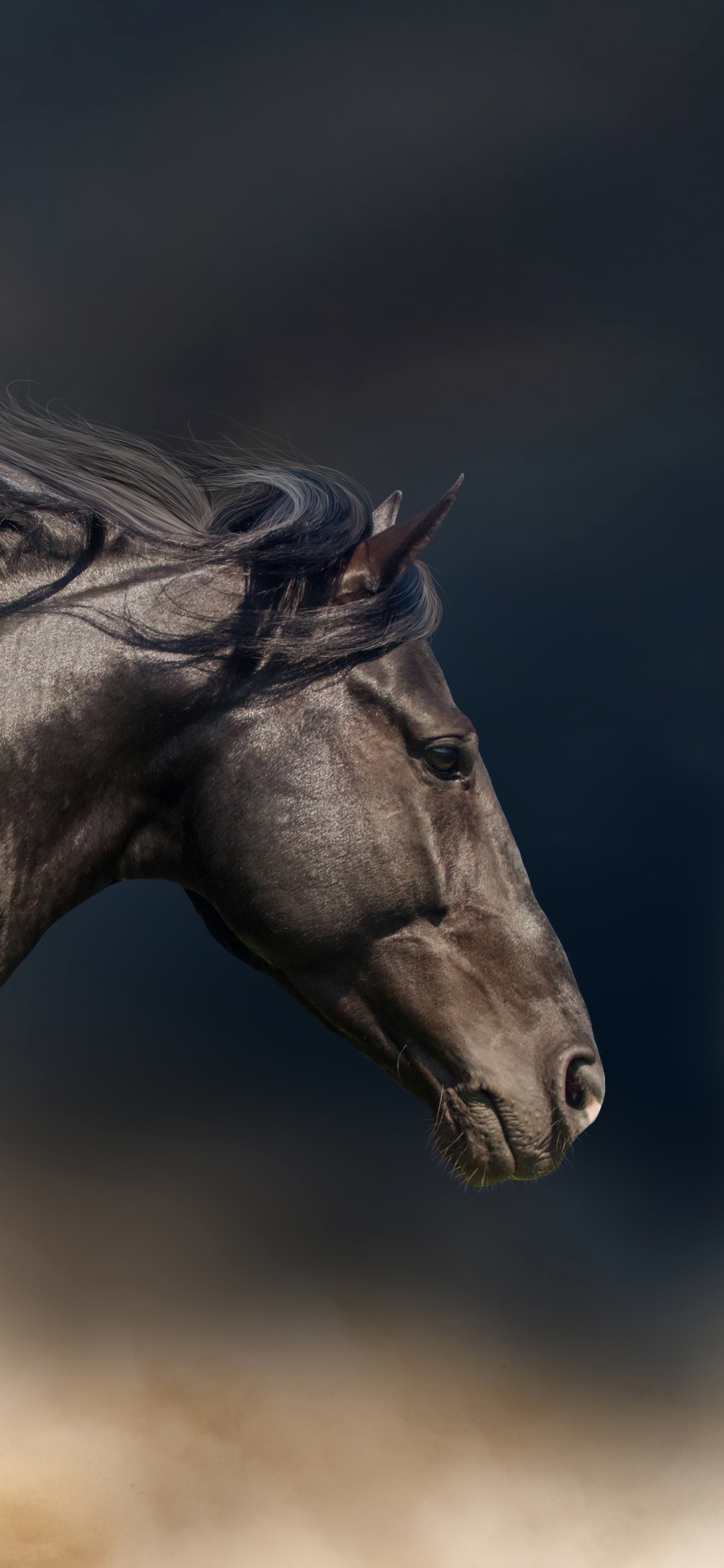 Animal Horse, 1125x2436, Phone HD Wallpaper