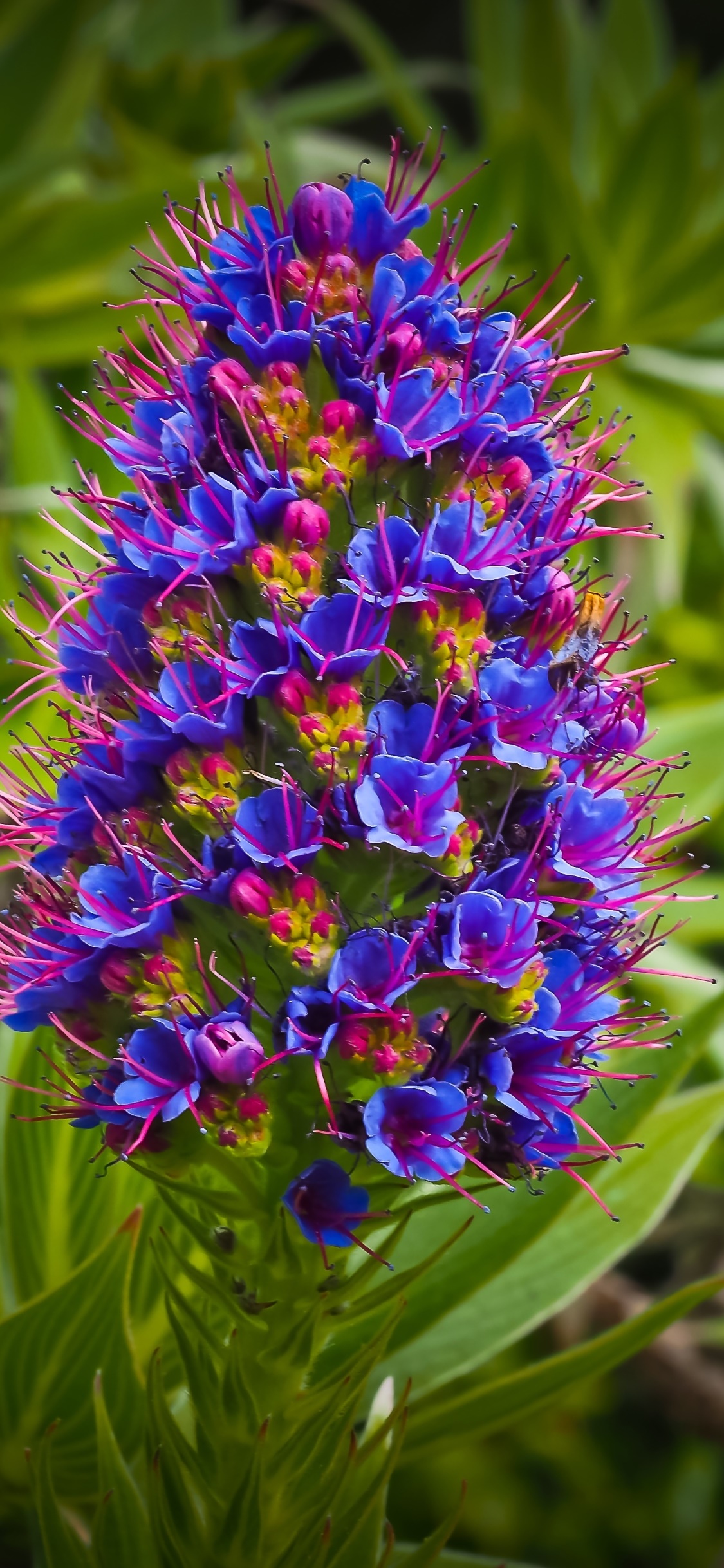 Earth Flower, Exotic, Blue Flower, 1125x2436, Phone HD Wallpaper