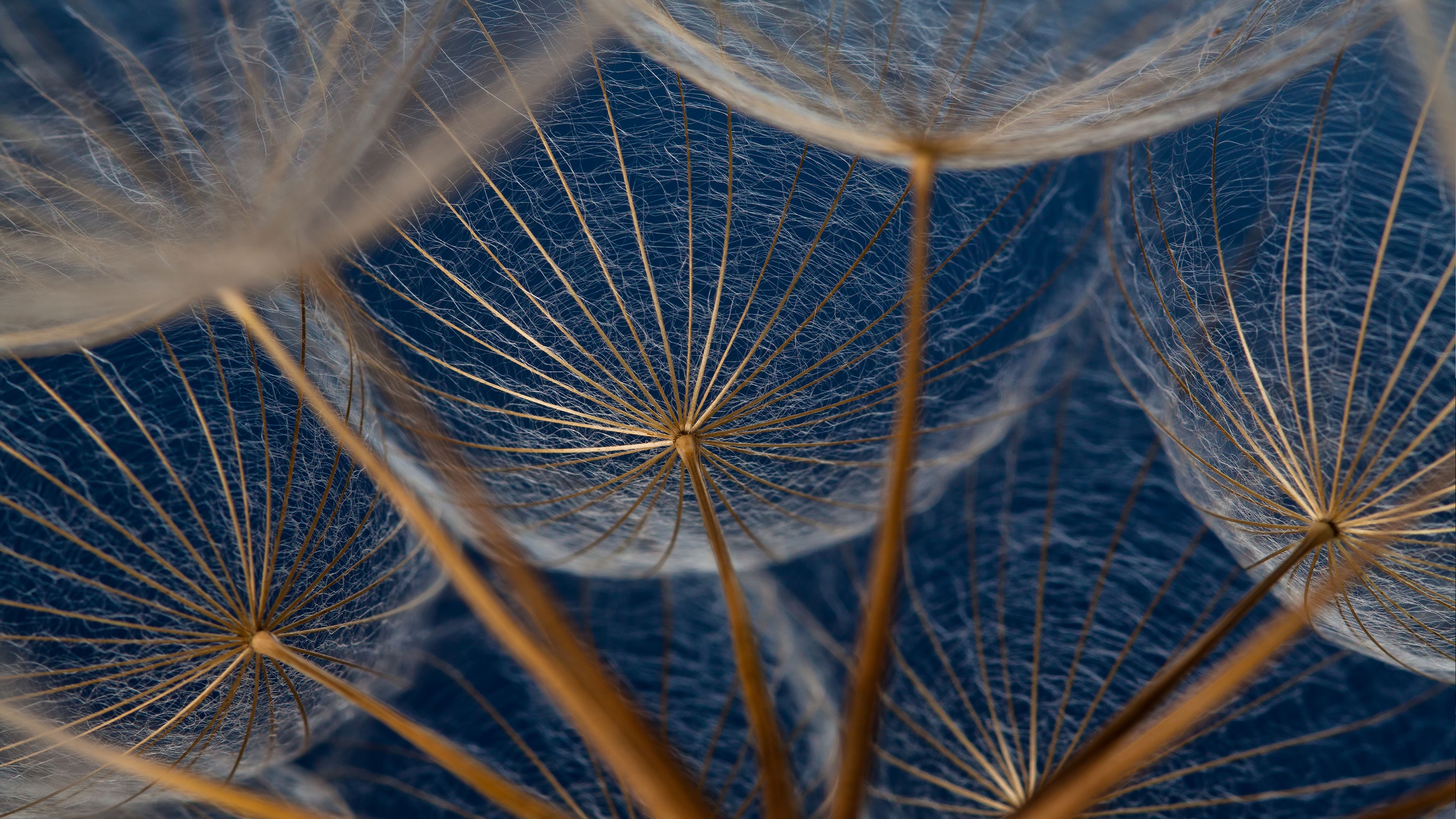 Dandelions, 4K, macro, flowers, HD Wallpaper