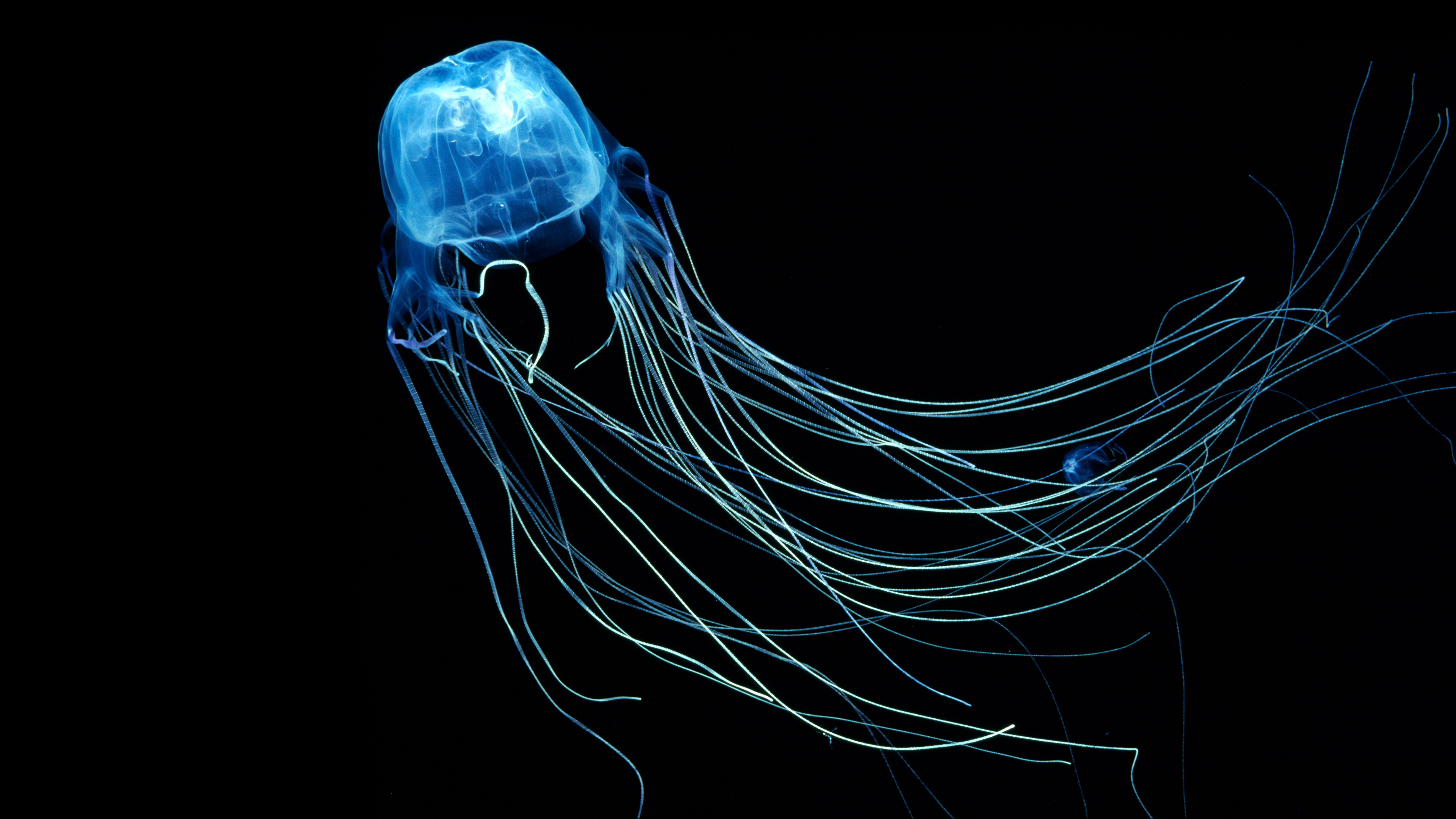 Australian Box Jellyfish, 4k, Jellyfish, Rangiroa, Indian Ocean, diving, tourism, HD Wallpaper