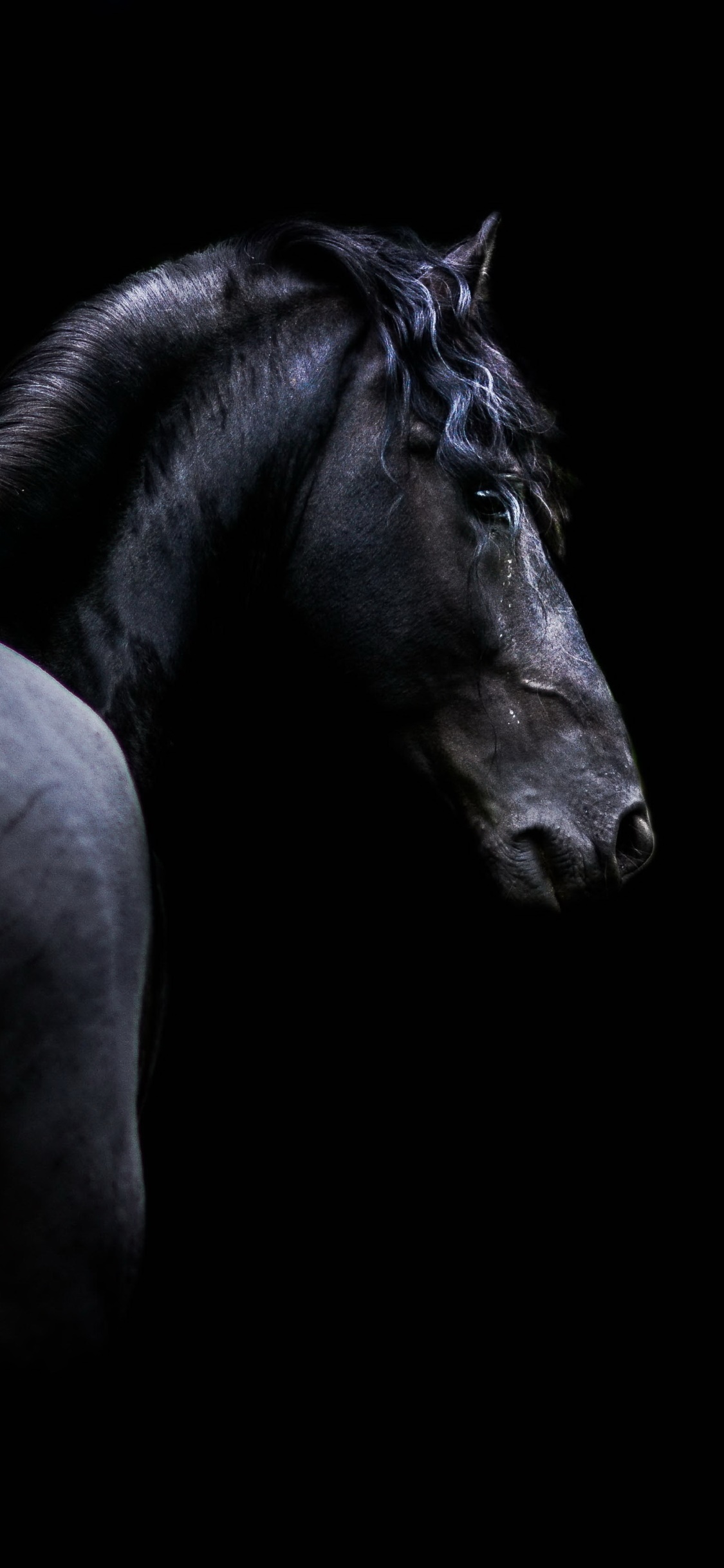 Animal Horse, Black, 1125x2436, Phone HD Wallpaper