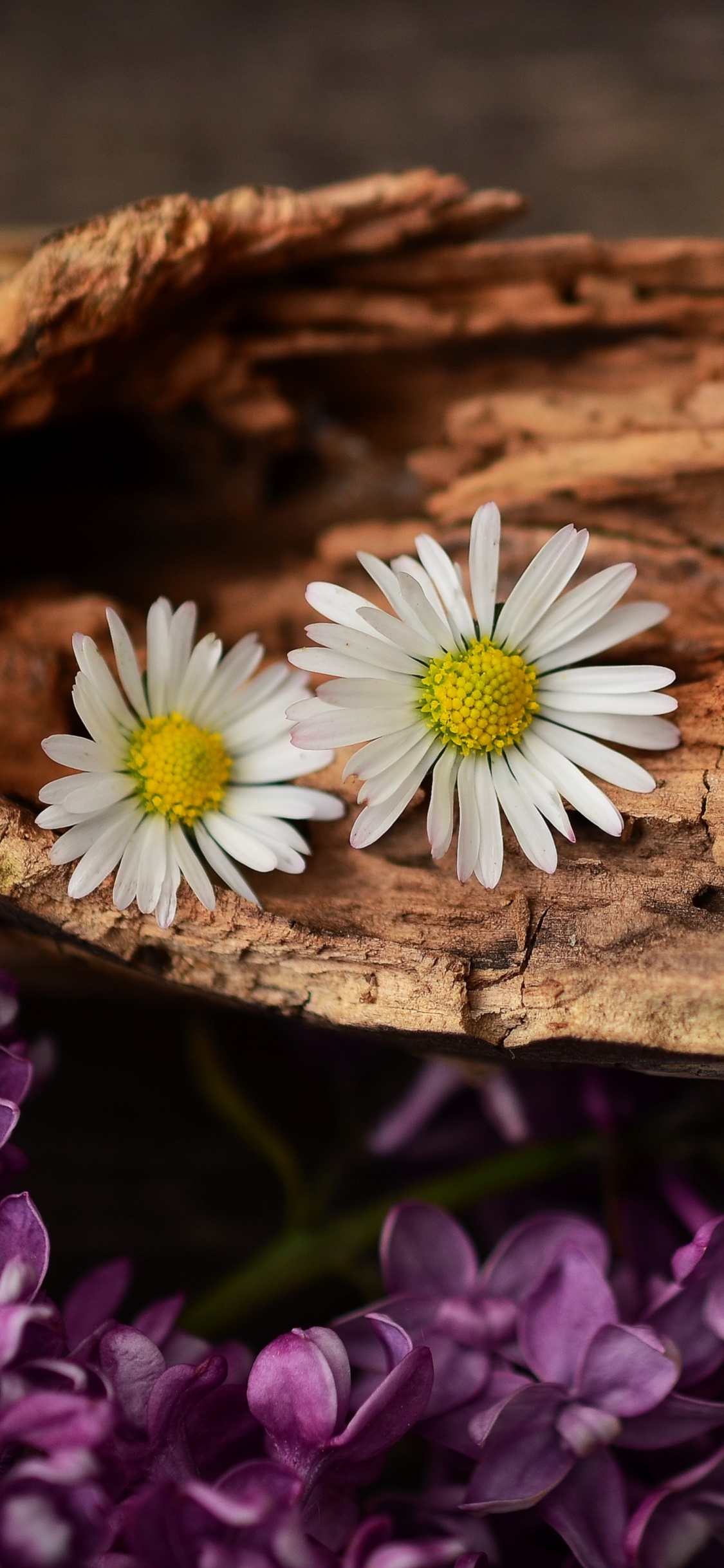 Earth Flower, Daisy, Bark, Lilac, 1125x2436, Phone HD Wallpaper