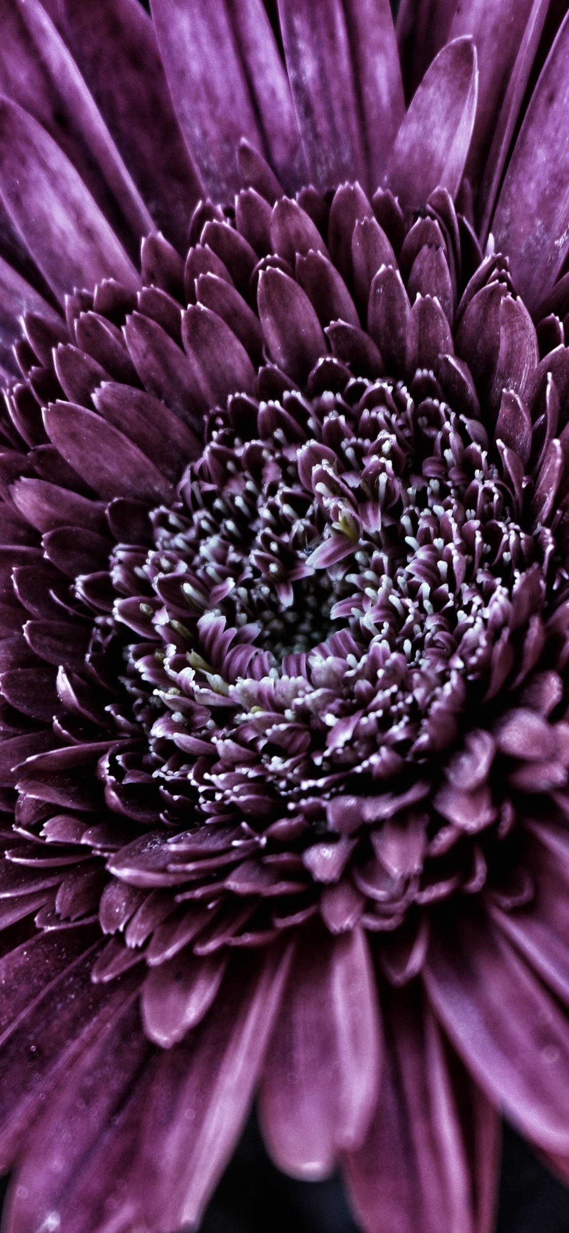 Earth Flower, Nature, Purple Flower, Gerbera, Close-up, 1125x2436, Phone HD Wallpaper