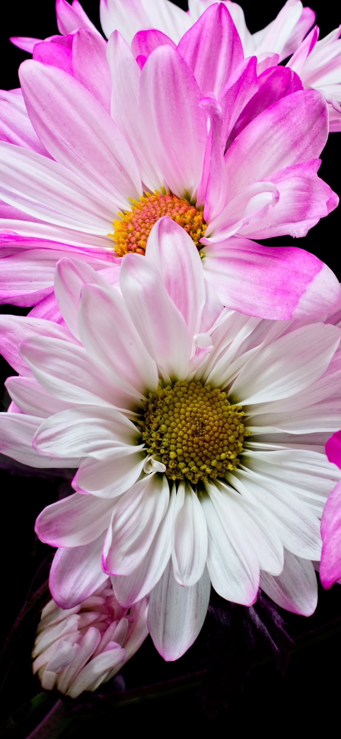 Earth Flower, Pink Flower, White Flower, 1125x2436, Phone HD Wallpaper