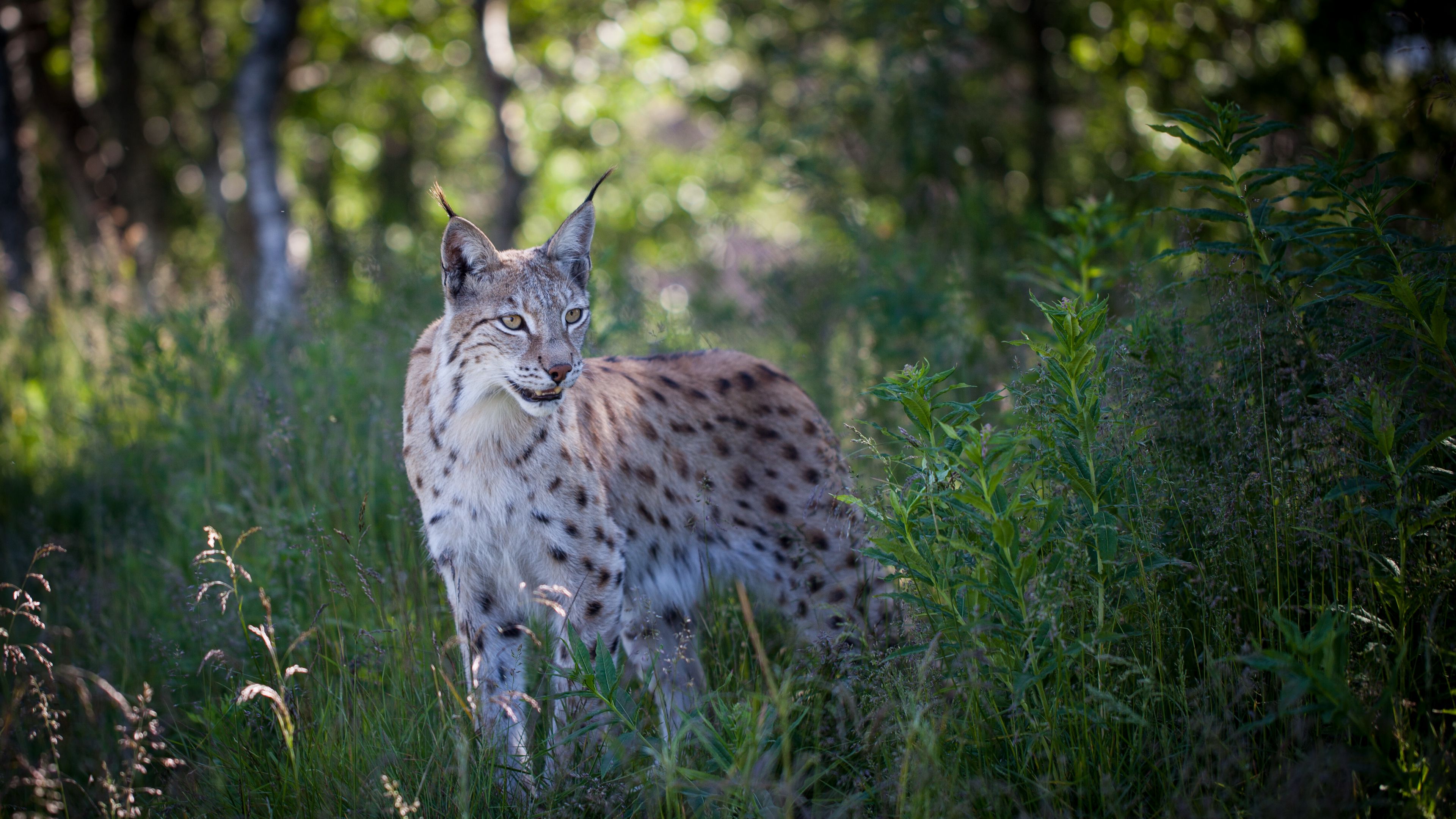 lynx, predator, animal, grass, 4k, HD Wallpaper