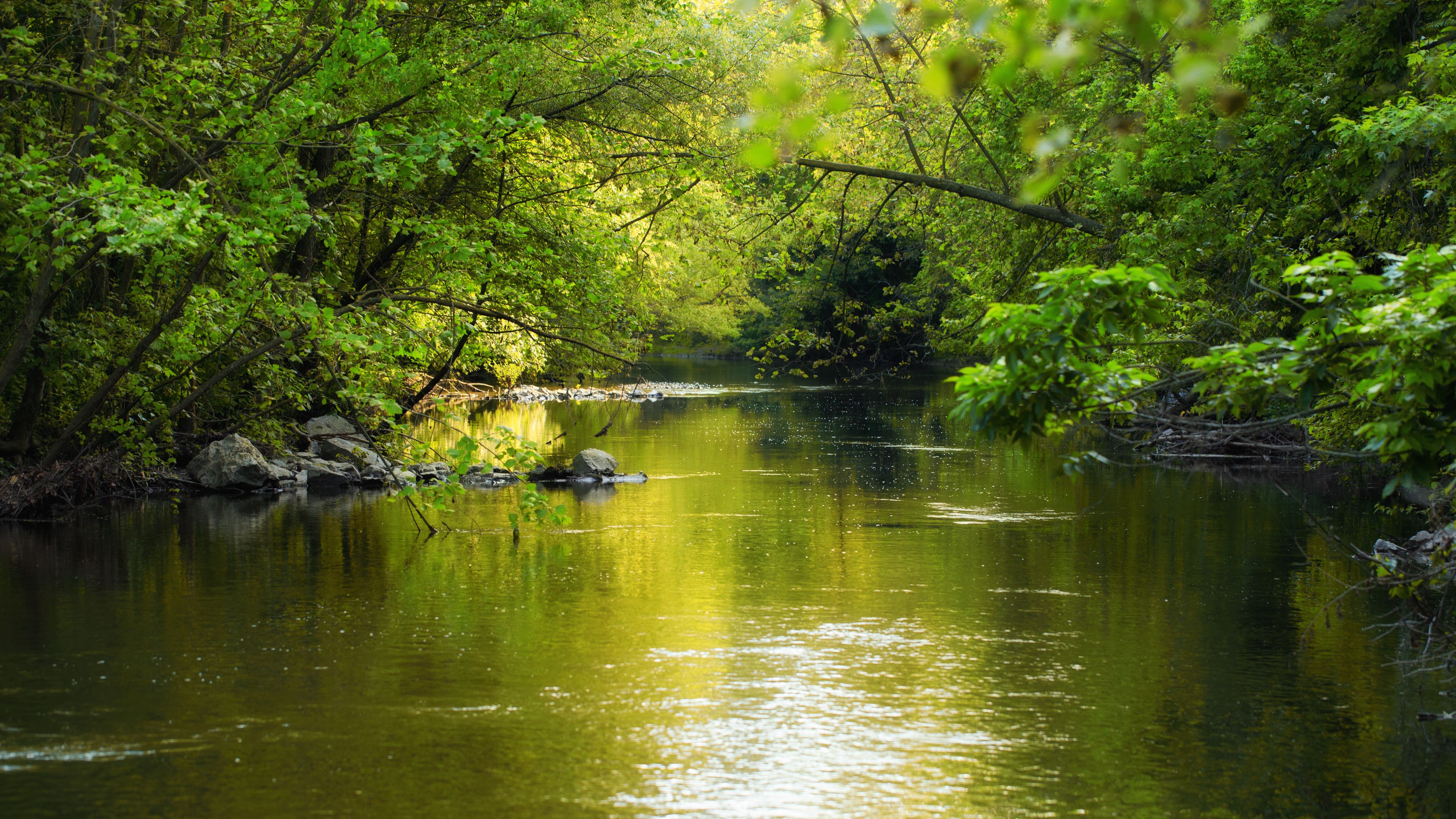 water, glare, trees, leaves, 4k, HD Wallpaper
